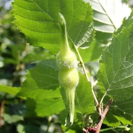 Hazelnut | (bundle of 5)