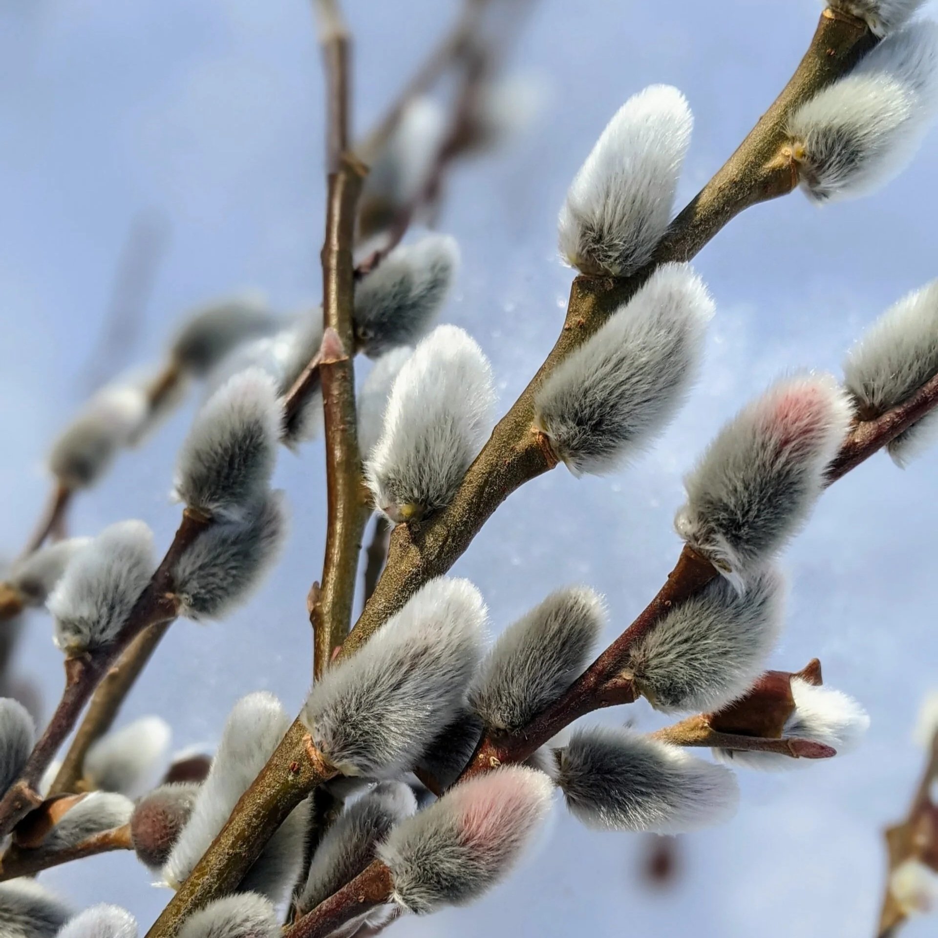 Pussy+Willow.jpg