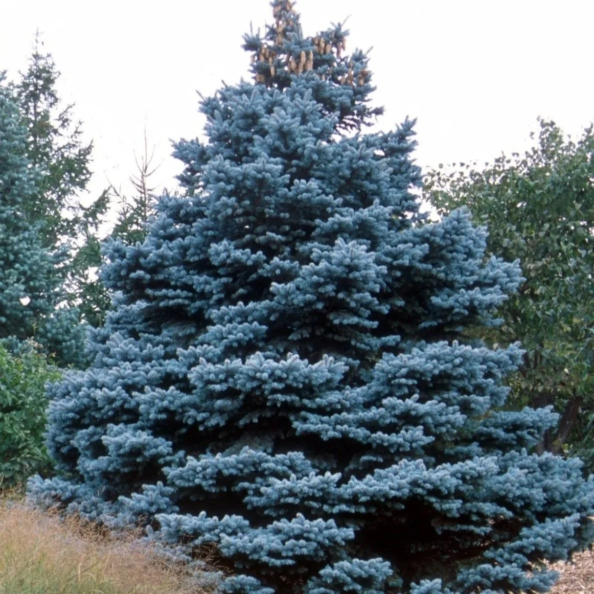colorado-spruce.jpg