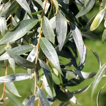 Golden Willow | (bundle of 5)