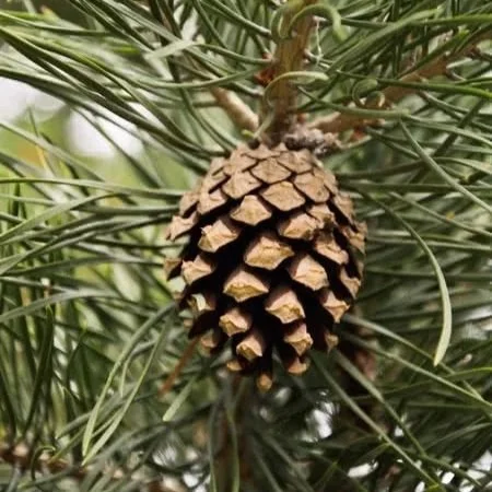 Scots Pine | (bundle of 5)