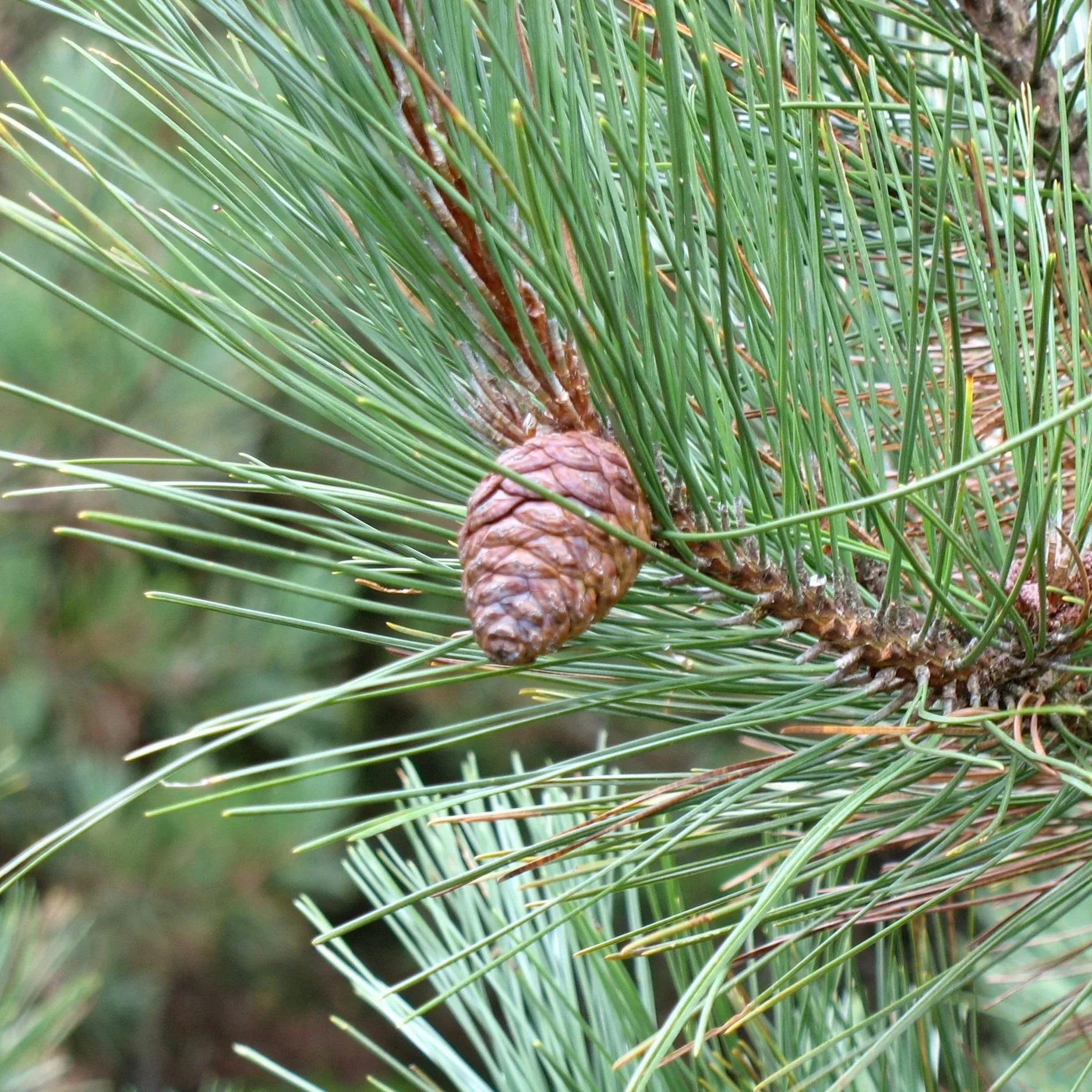 Red+Pine+Needles.jpg