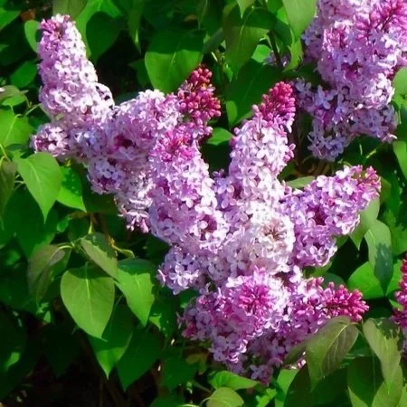 Common Lilac | (bundle of 5)