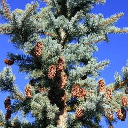 Colorado Blue Spruce | (bundle of 5)