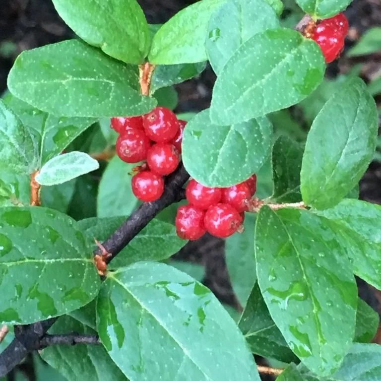 Canada+Buffaloberry.jpg