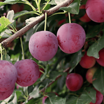 American Plum | (bundle of 5)
