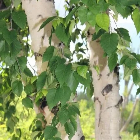 White Birch | (bundle of 5)