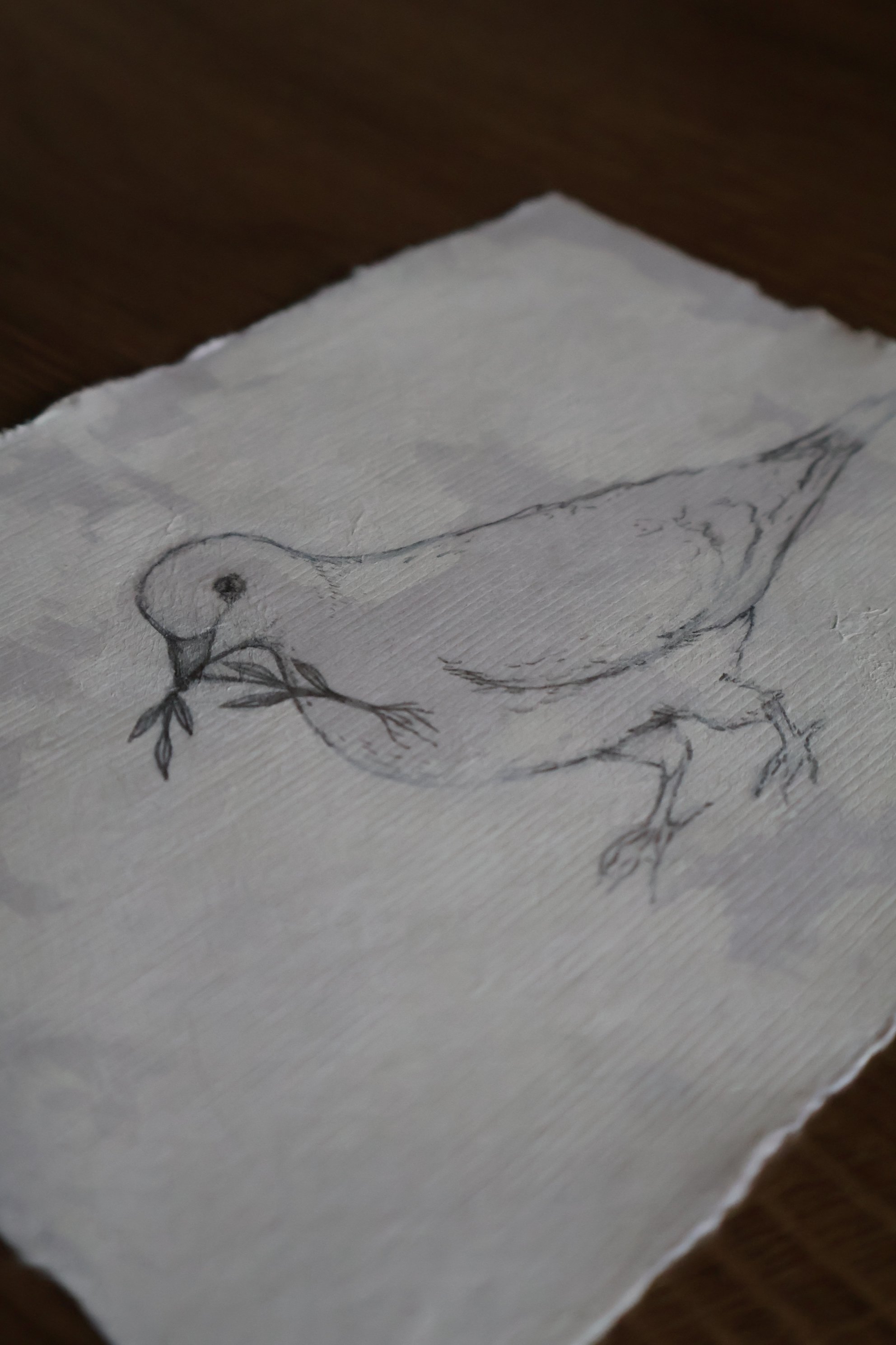 A pencil sketch of a bird holding an olive branch in its beak, drawn on textured white paper placed on a wooden surface.