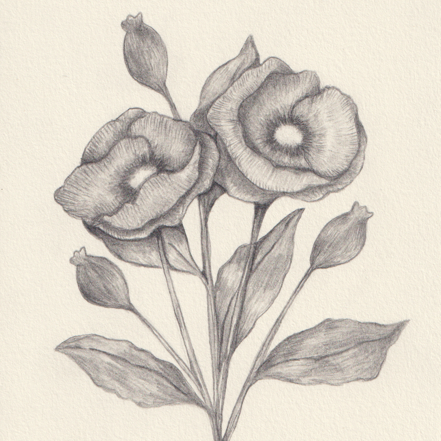 Scan_20260624+%283%29crop.png