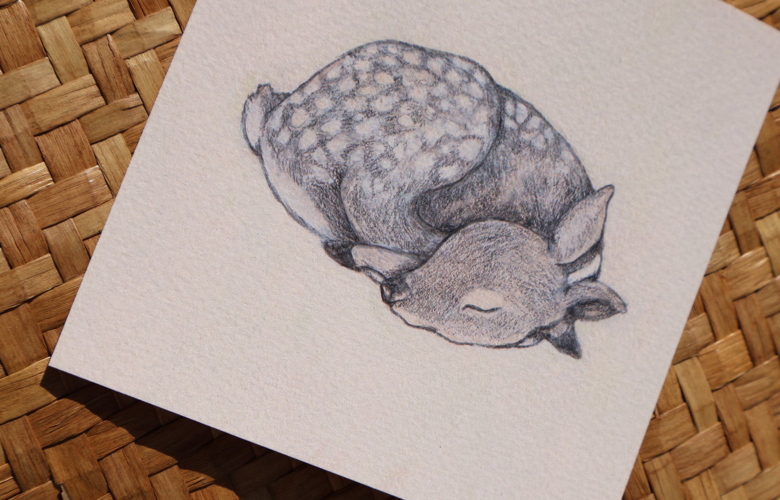 A detailed pencil sketch of a sleeping deer curled up on white textured paper.