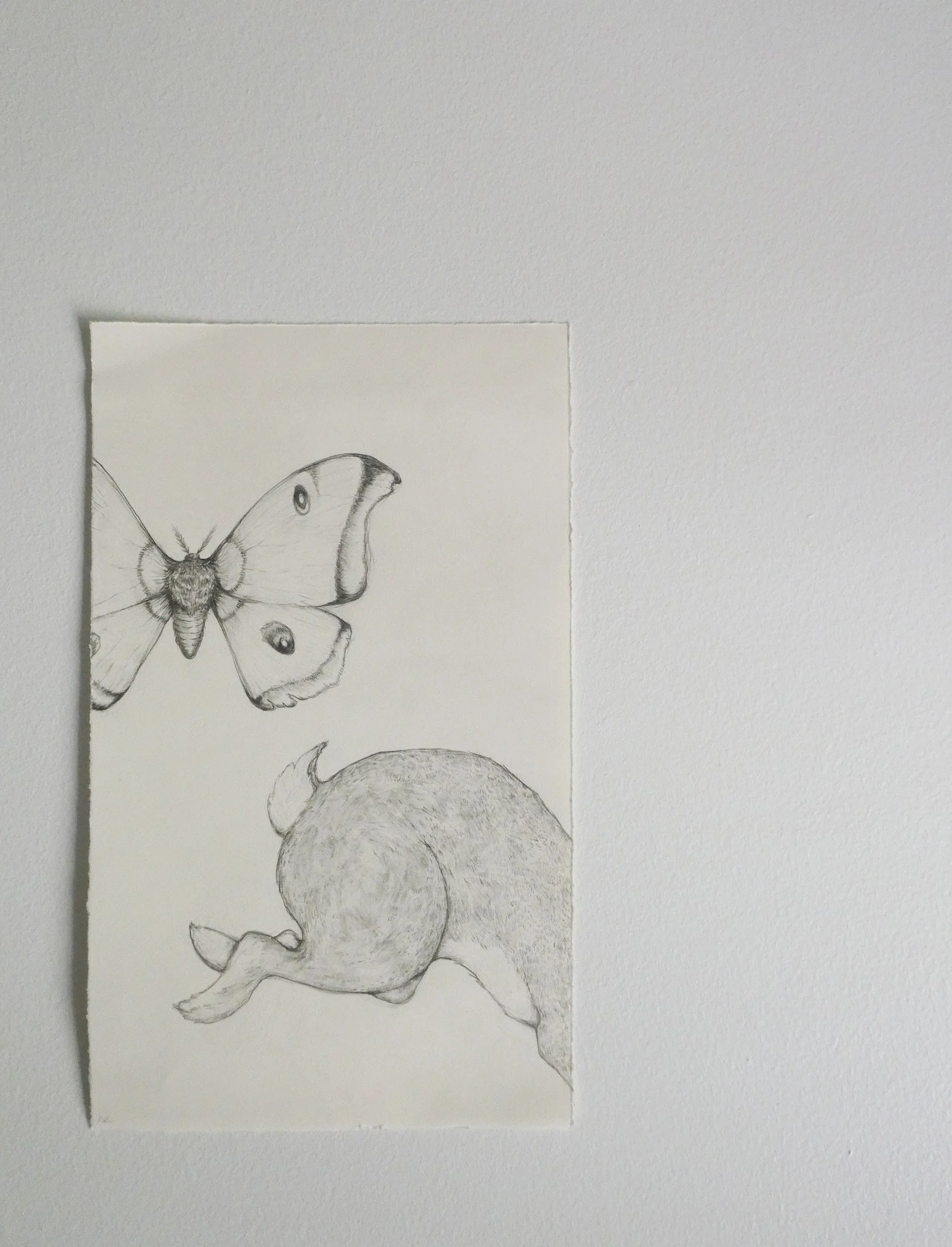 A pencil sketch of a butterfly and a bunny on a white wall.