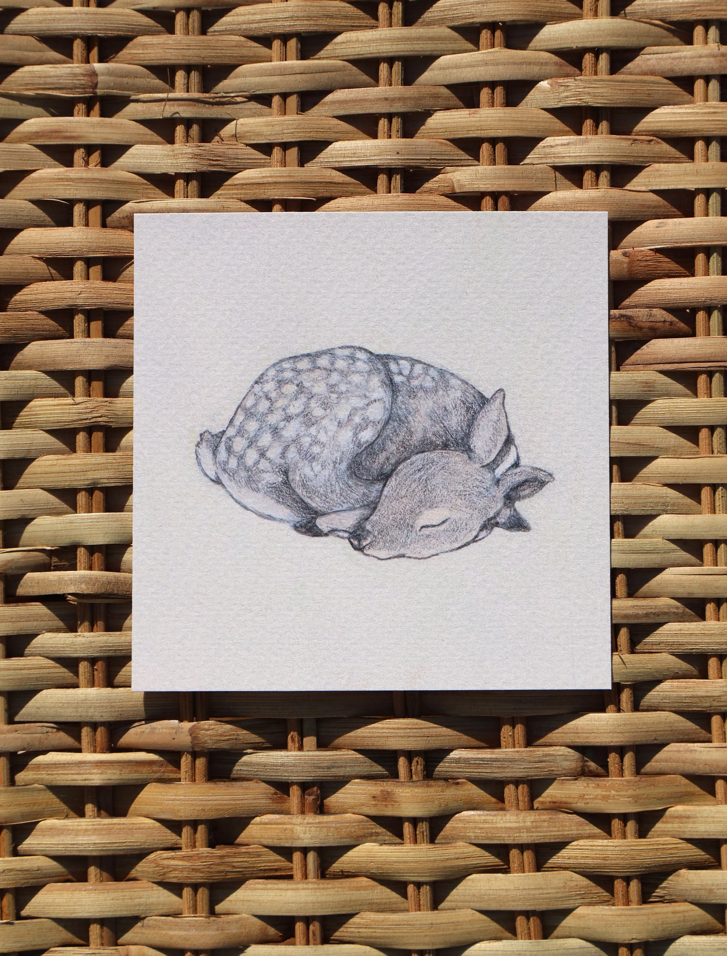 Fawn Slumber: Art Print