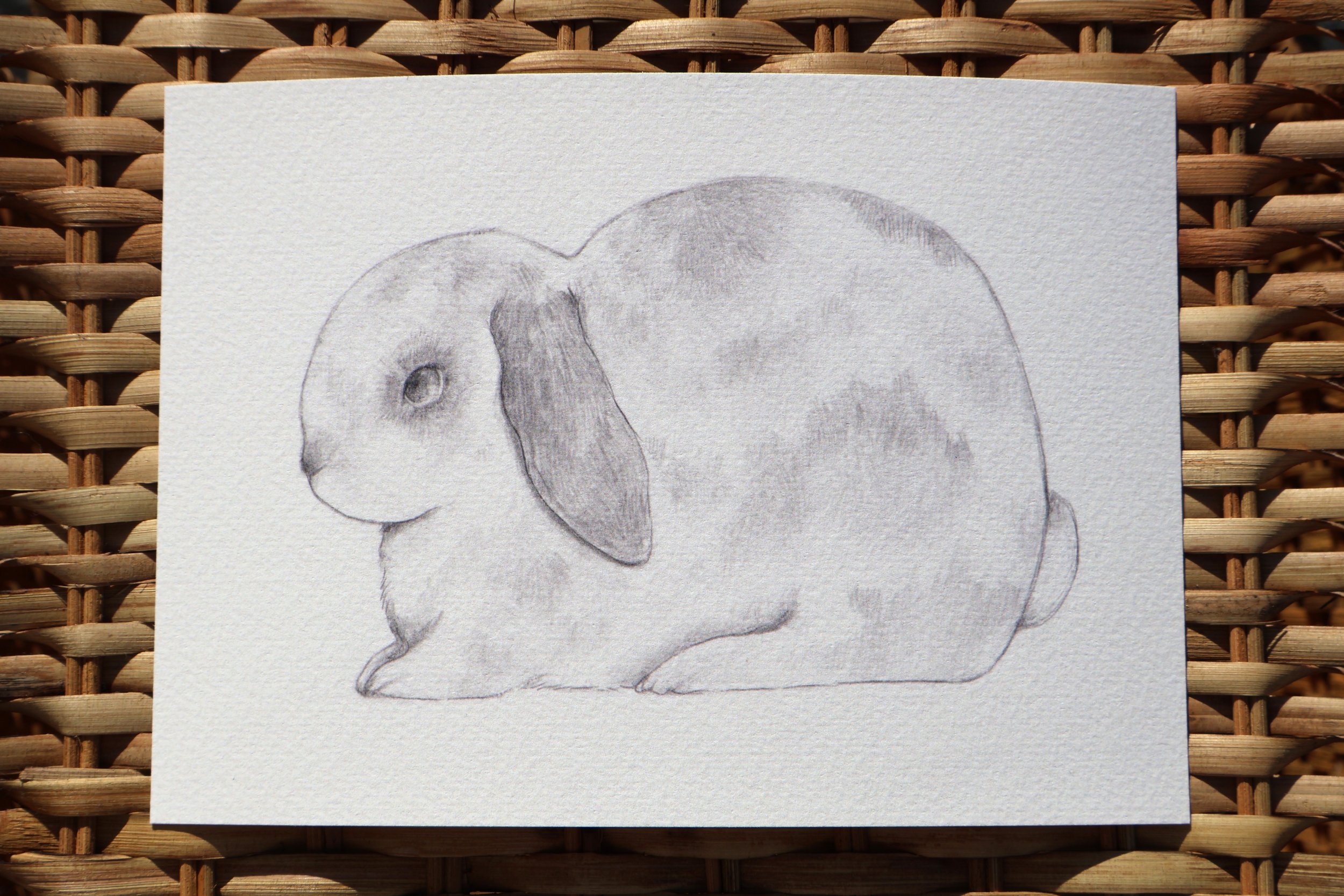 A hand-drawn pencil sketch of a rabbit resting on a white textured paper surface. The rabbit has large ears, and its body is plump and rounded.