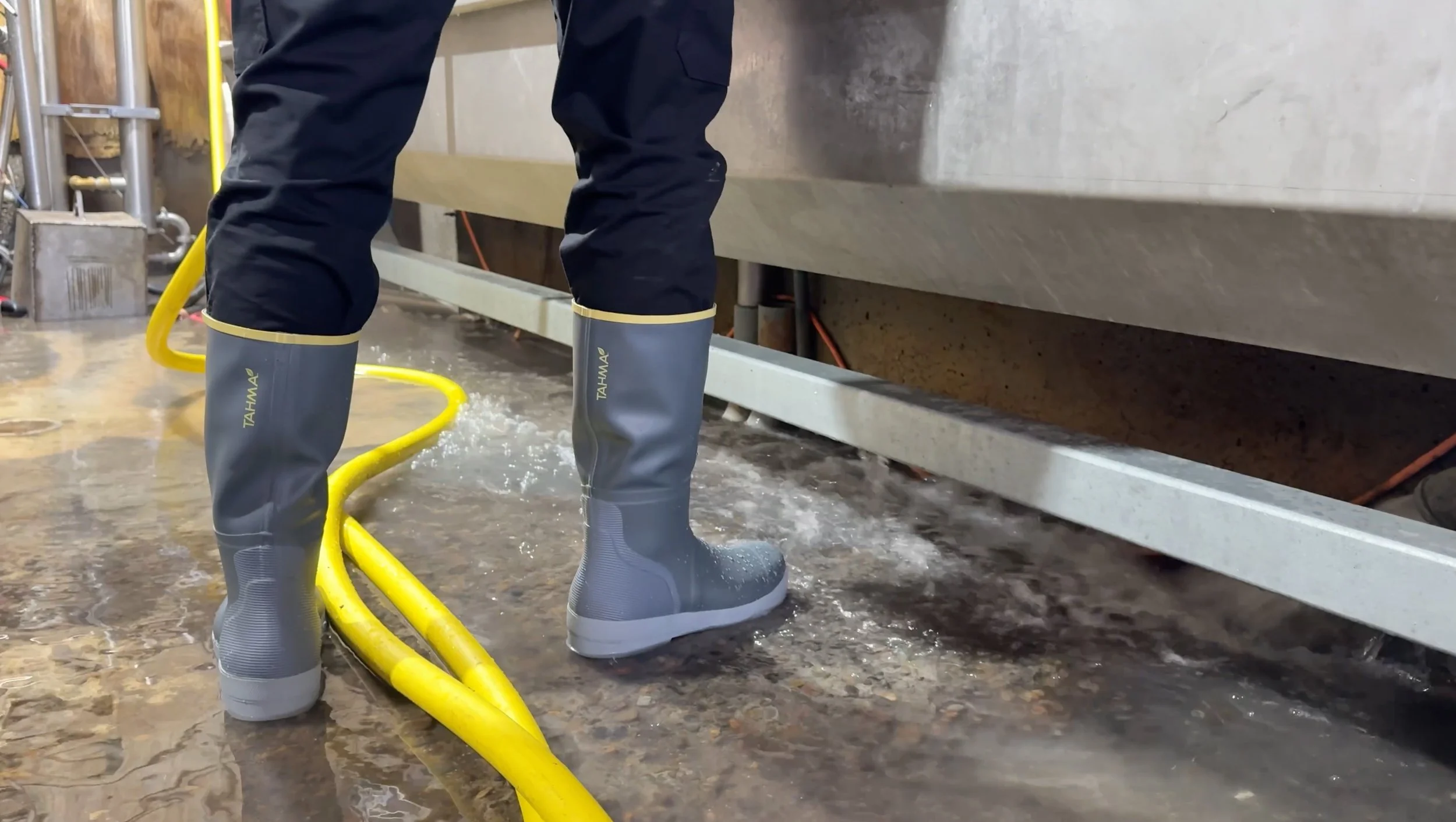 Tahma 15 inch tall boots standing in water at a dairy facility