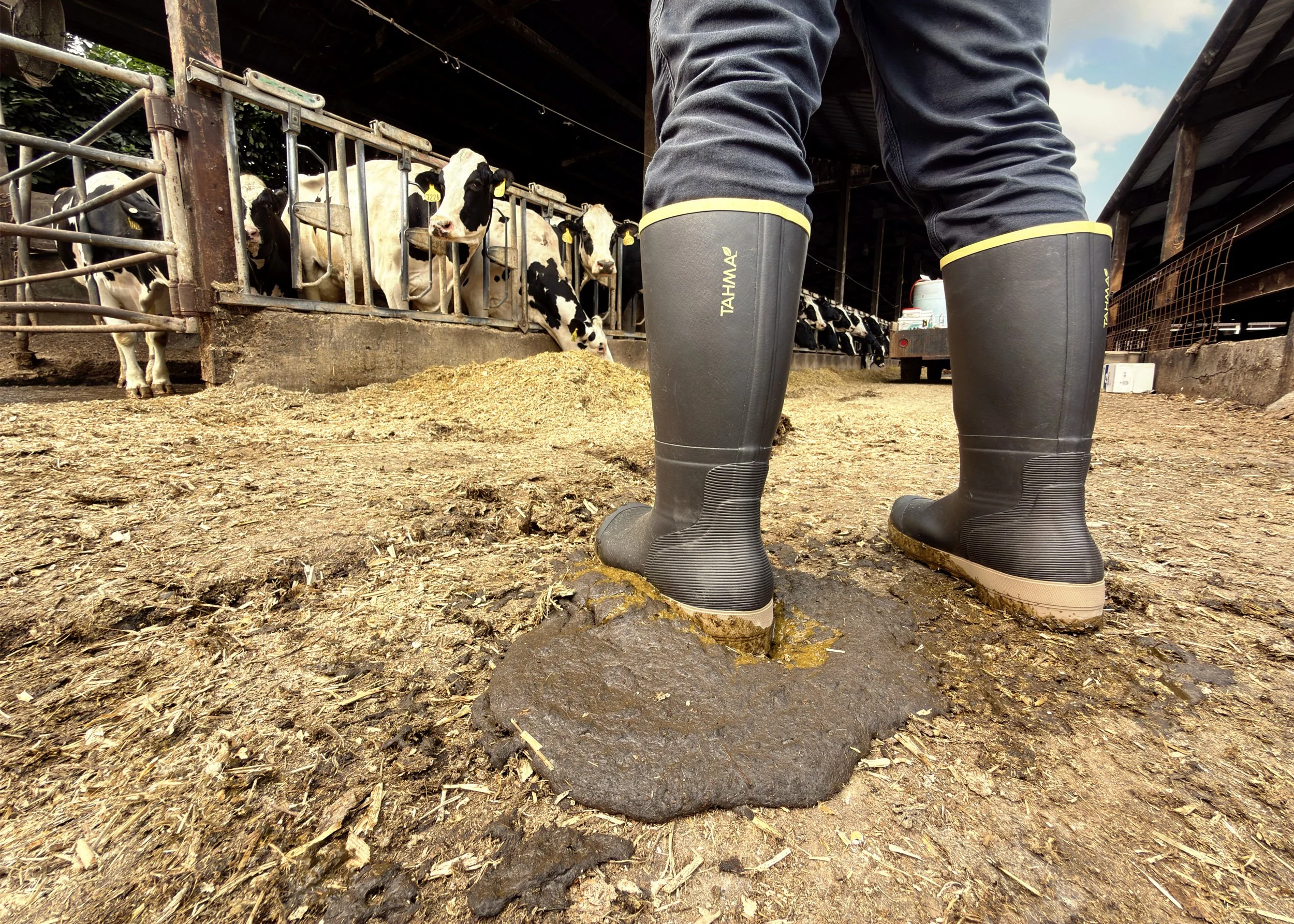 Tahma All Terrain boots worn by farmer standing in manure at a dairy farm with cowes in the background
