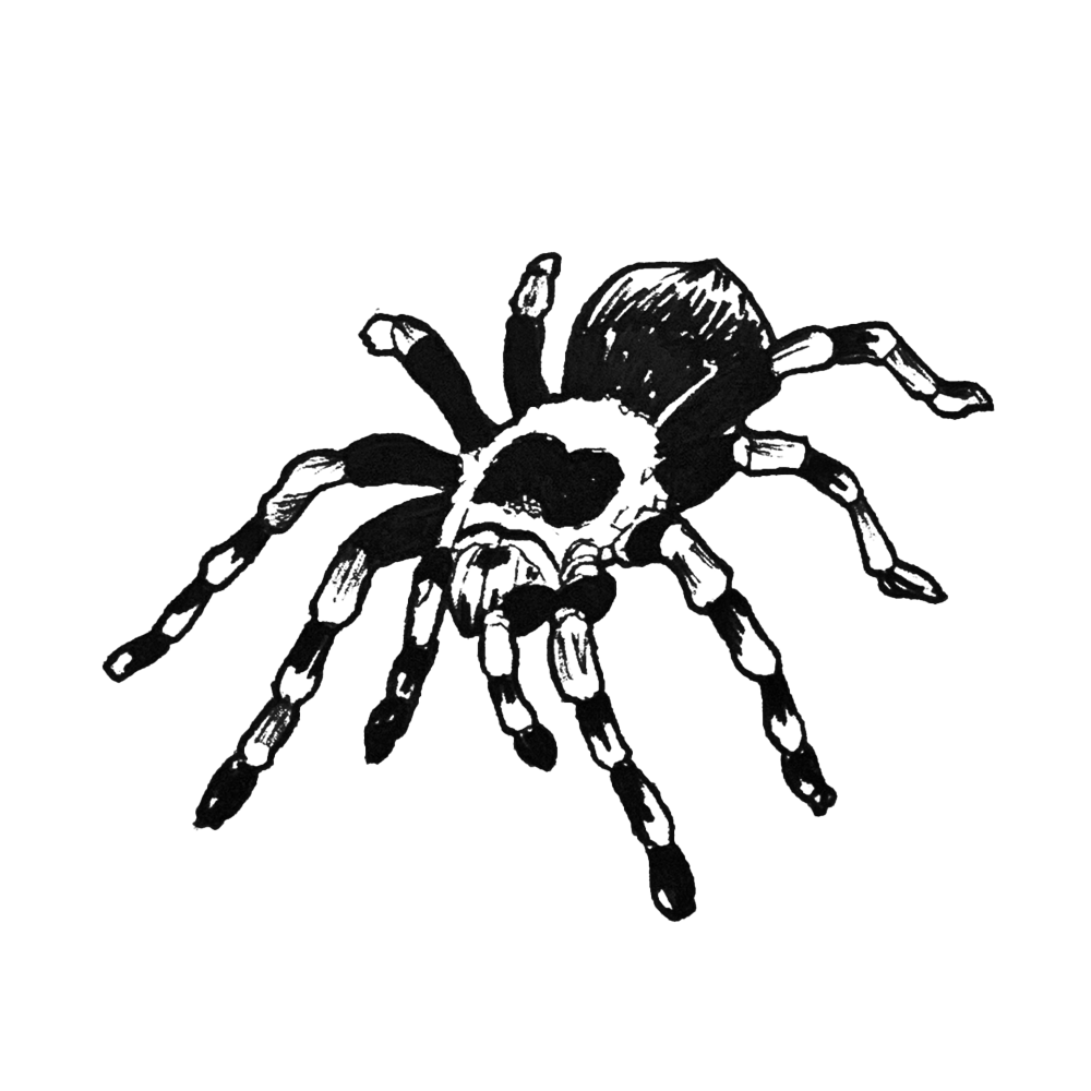"Spider," Fine Art Print