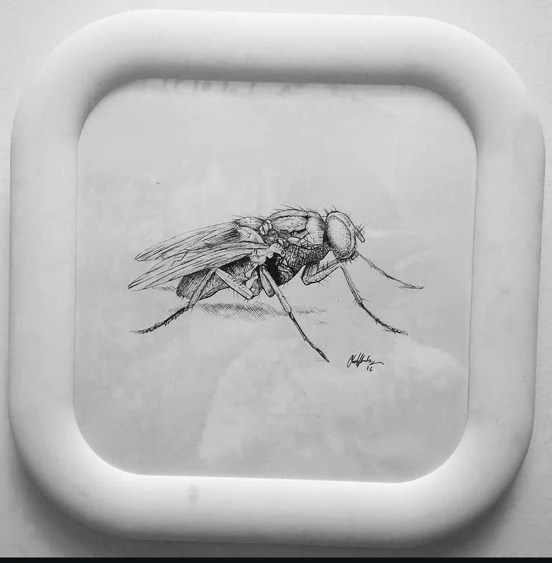 "The Fly"