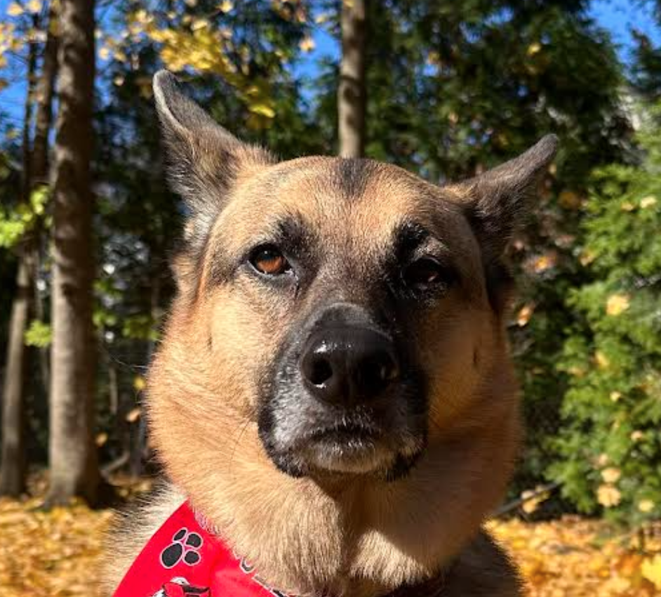 Screen Shot 2025-11-17 at 3.45.21 PM.png