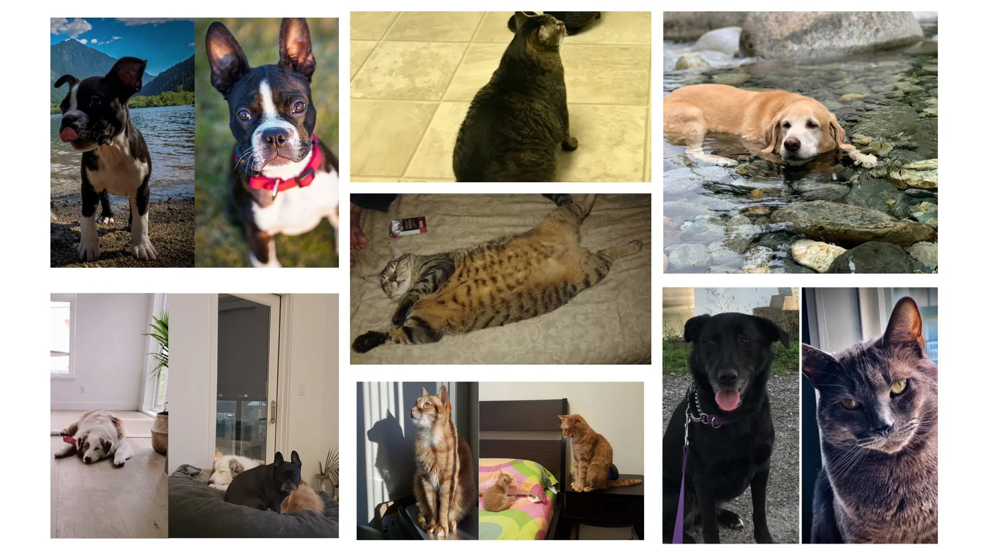 Meet our furry friends and team members!