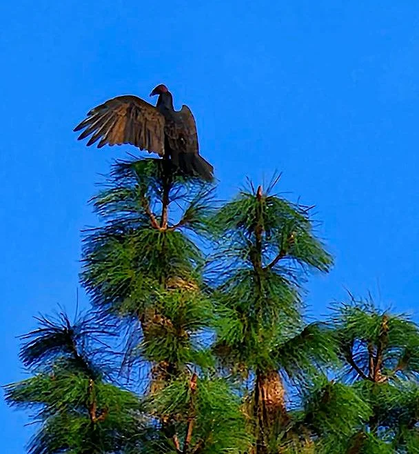 A turkey vulture perched on top of a pine tree against a clear blue sky, spreading its wings.