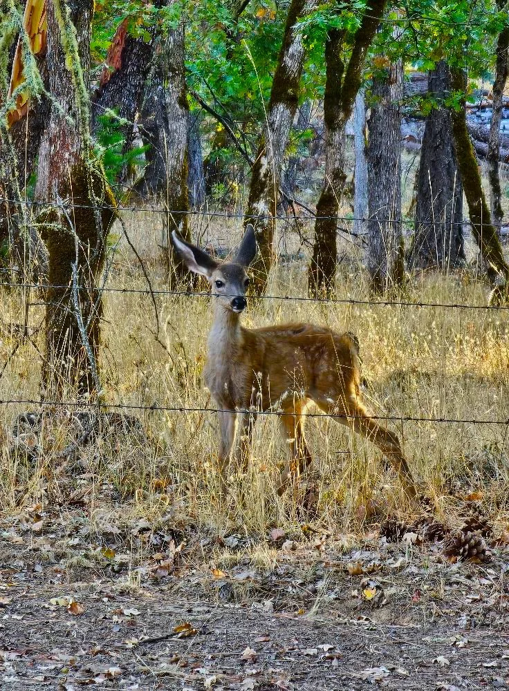 A young deer standing behind a barbed wire fence in a forest with tall grass and trees