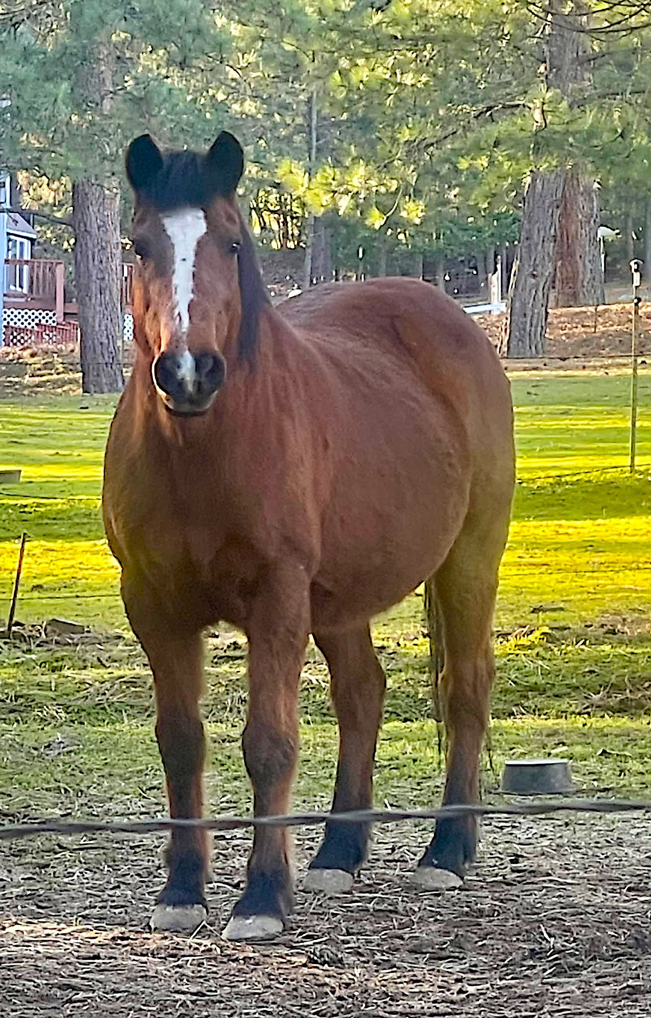 A brown horse standing in a grassy field enclosed by a wire fence with trees and a house in the background.