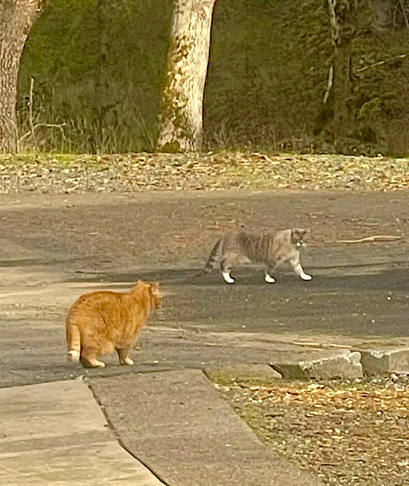 Two cats, one orange and one gray striped, standing on a porch and sidewalk near street with trees in background.