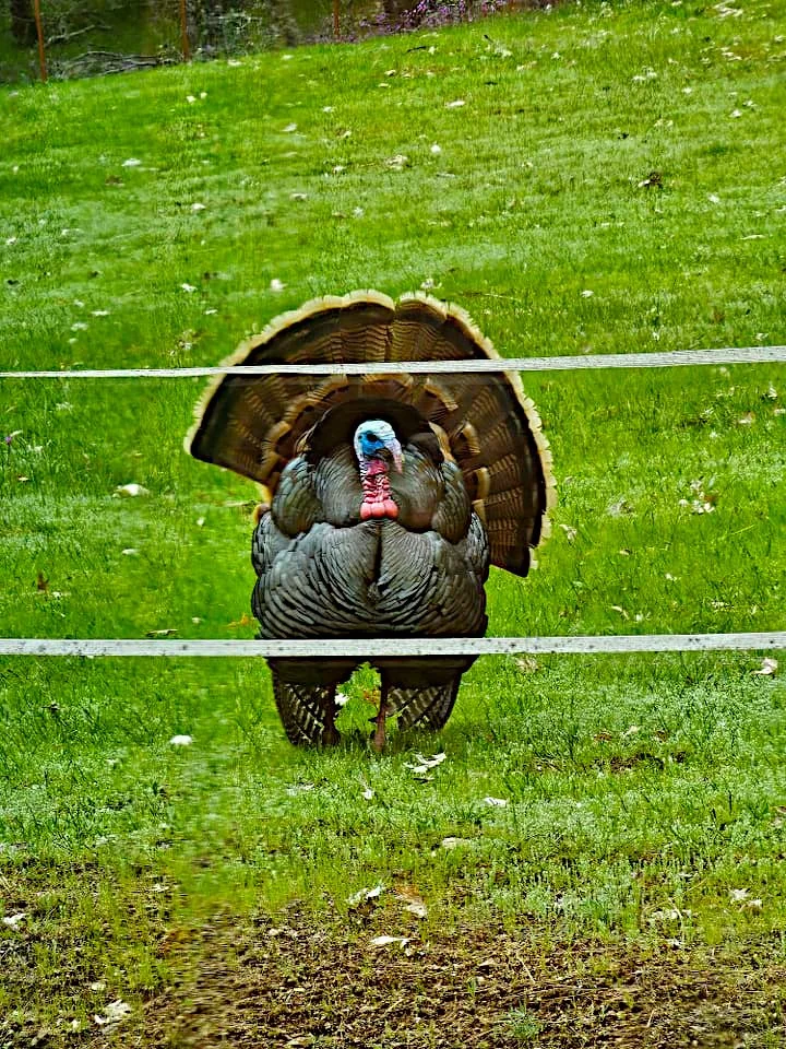 A wild turkey standing on green grass behind a wire fence.