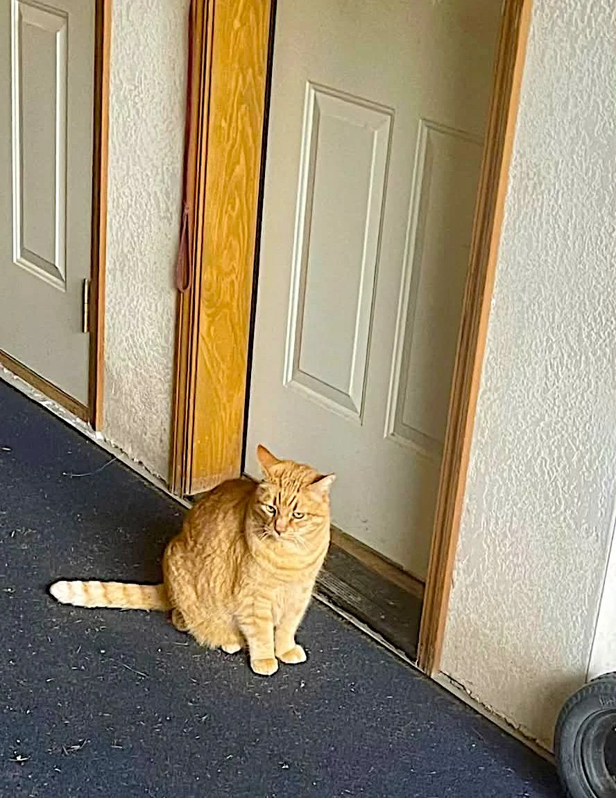 An orange tabby cat sitting on a dark carpet in front of a closed white door inside a house.