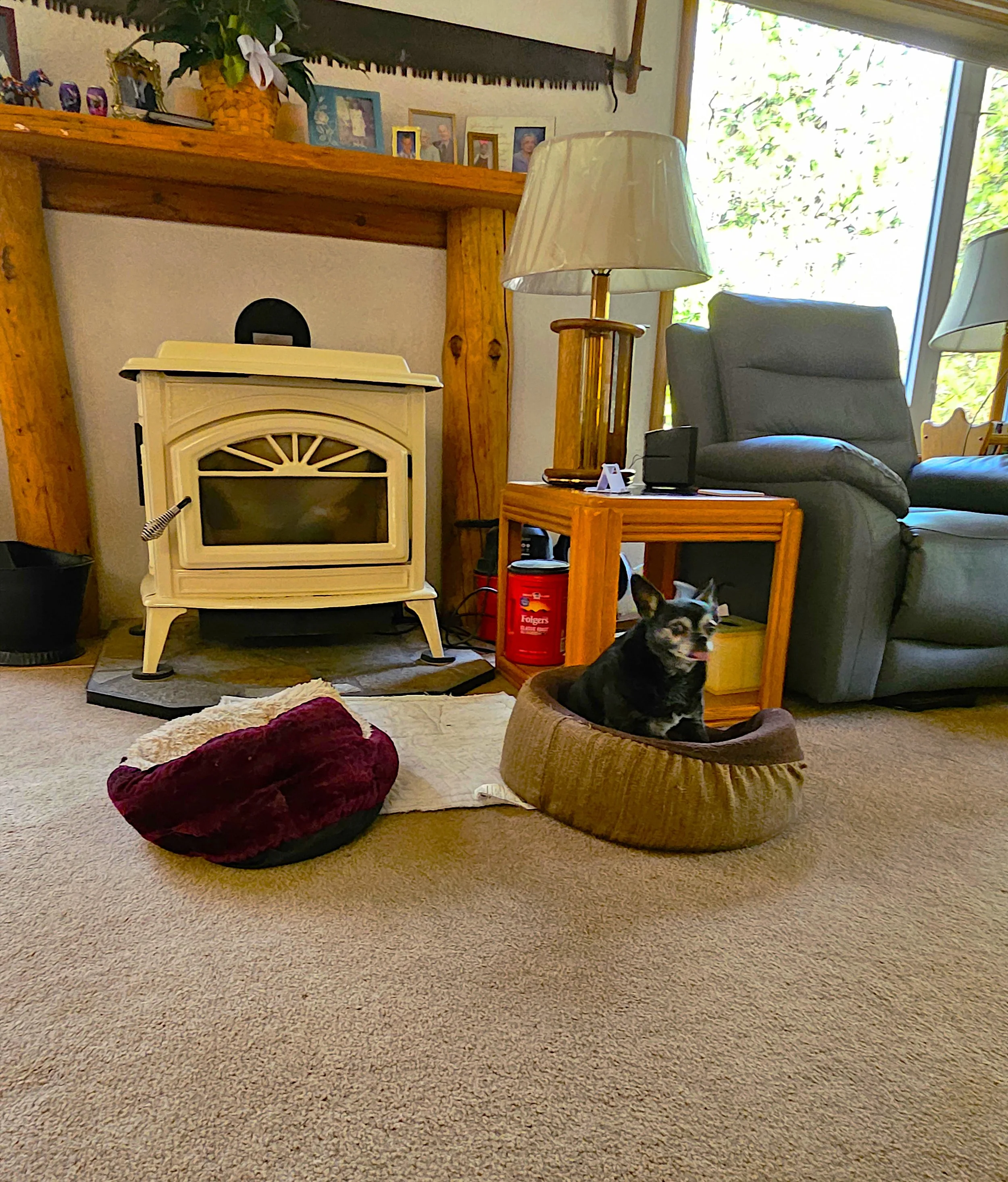 A living room with a small dog sitting in a brown pet bed, neighboring a maroon and cream-colored pet bed on a beige carpet, with a white fireplace, wooden furniture, a gray recliner, and a window with natural light.