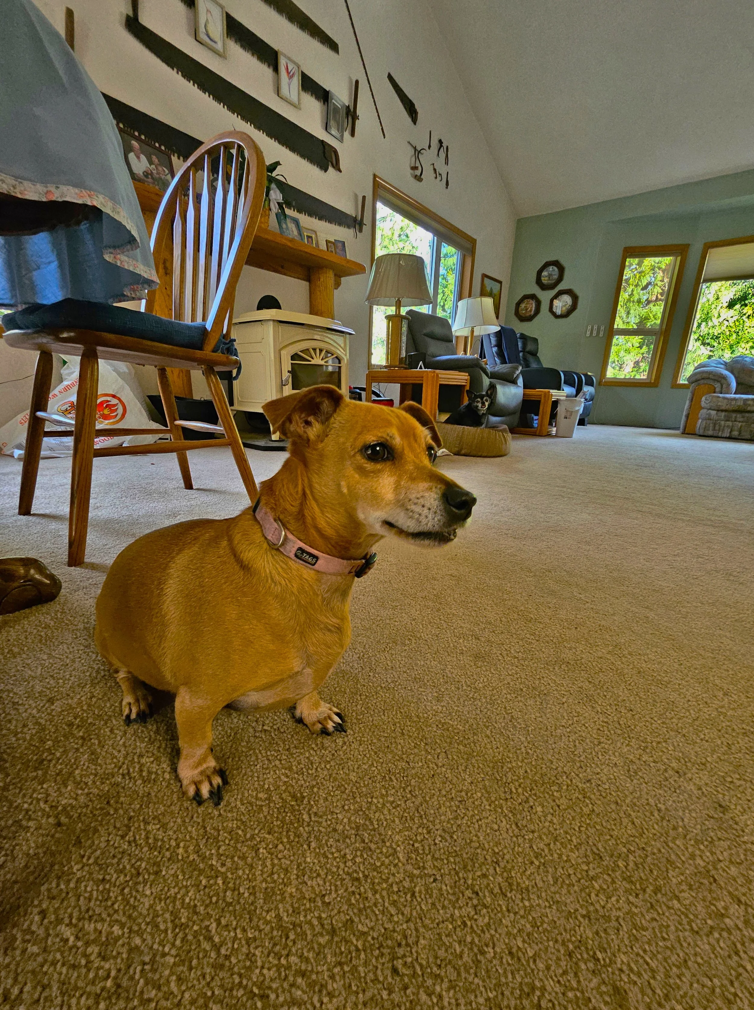 A small brown dog sitting on a beige carpet in a living room, with furniture, windows, and various decorations in the background.