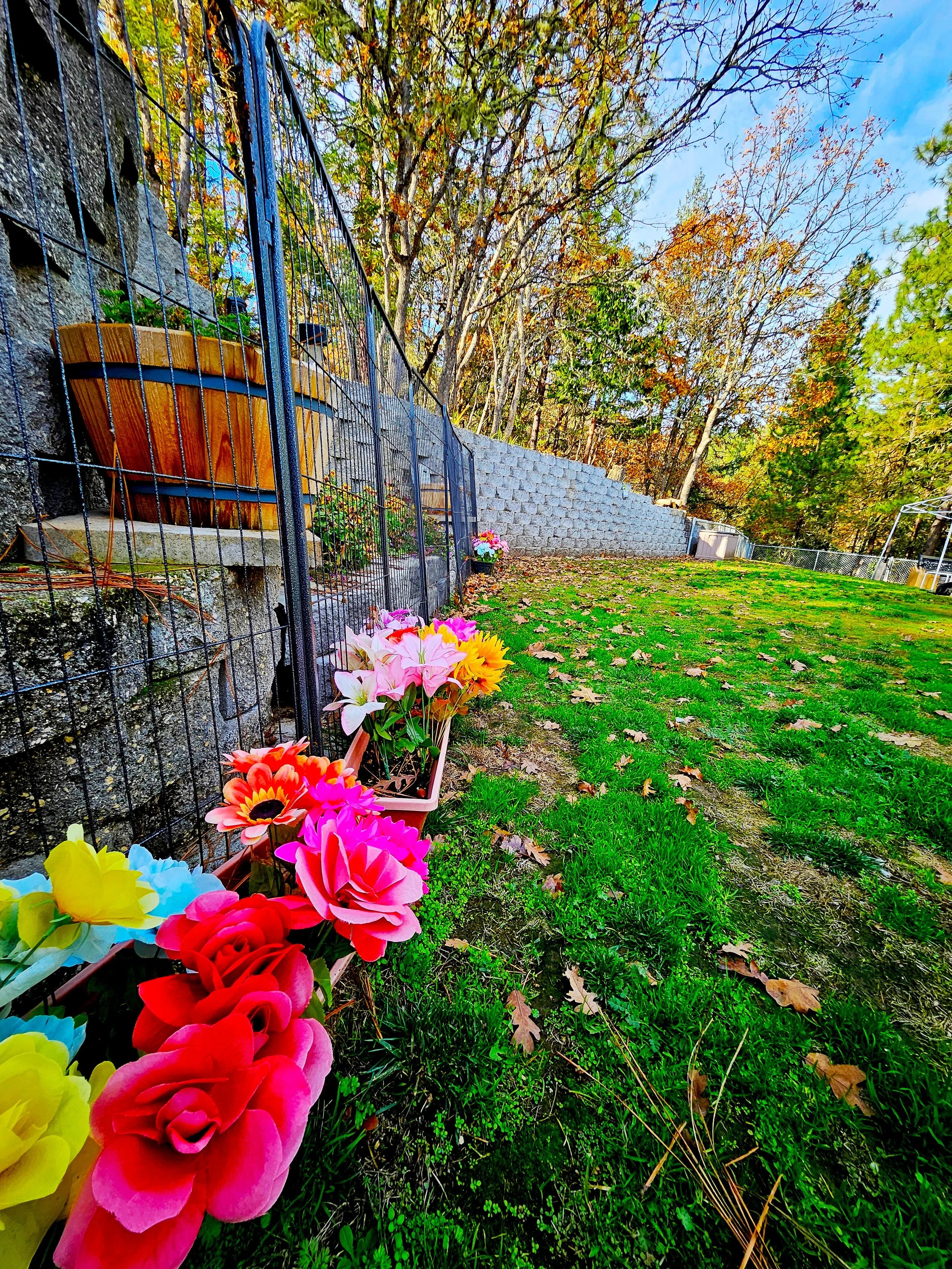 Colorful flowers in flower pots along a fence in a backyard with trees and fallen leaves on the grass.
