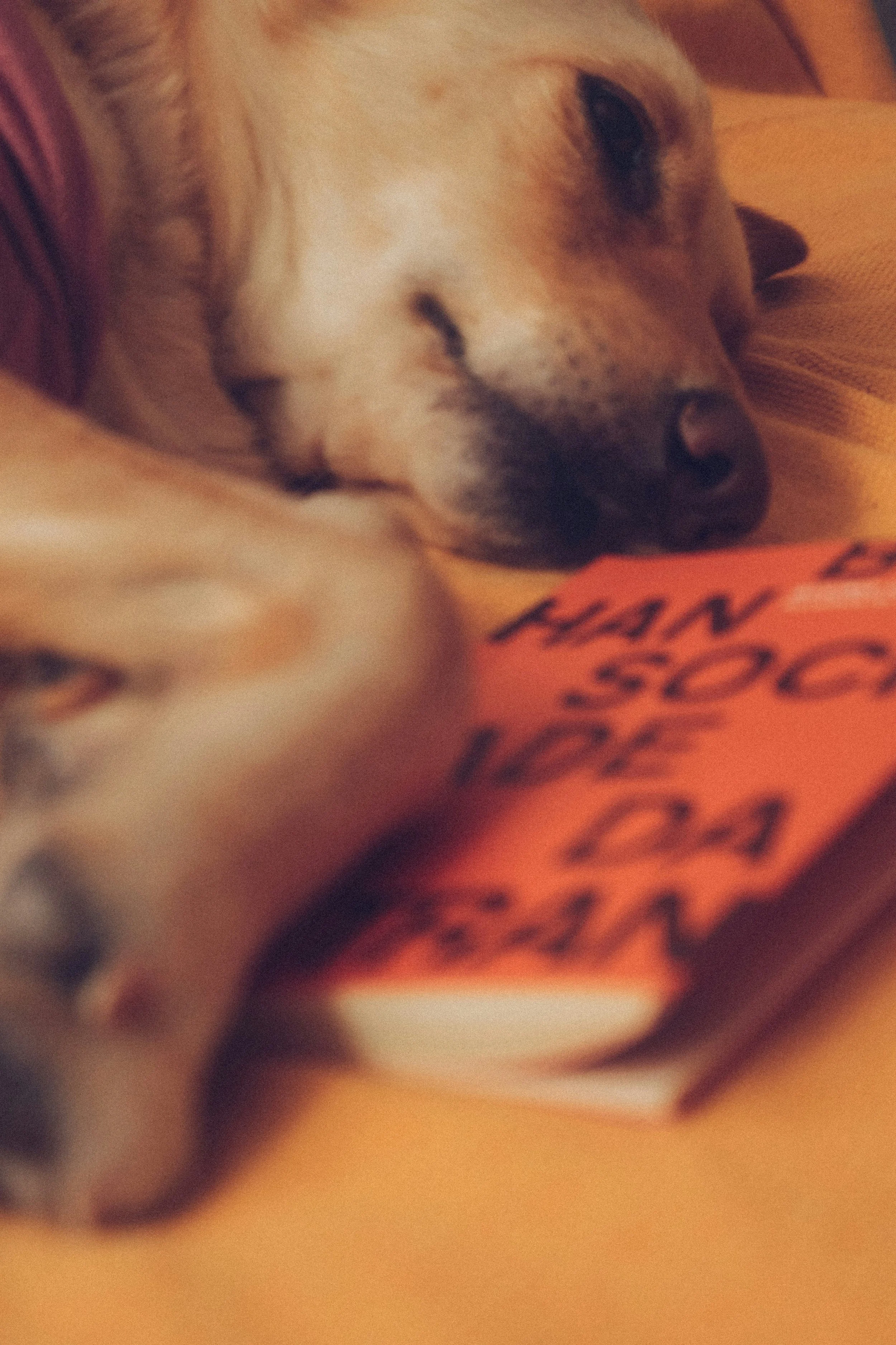 cute puppy falling asleep next to book