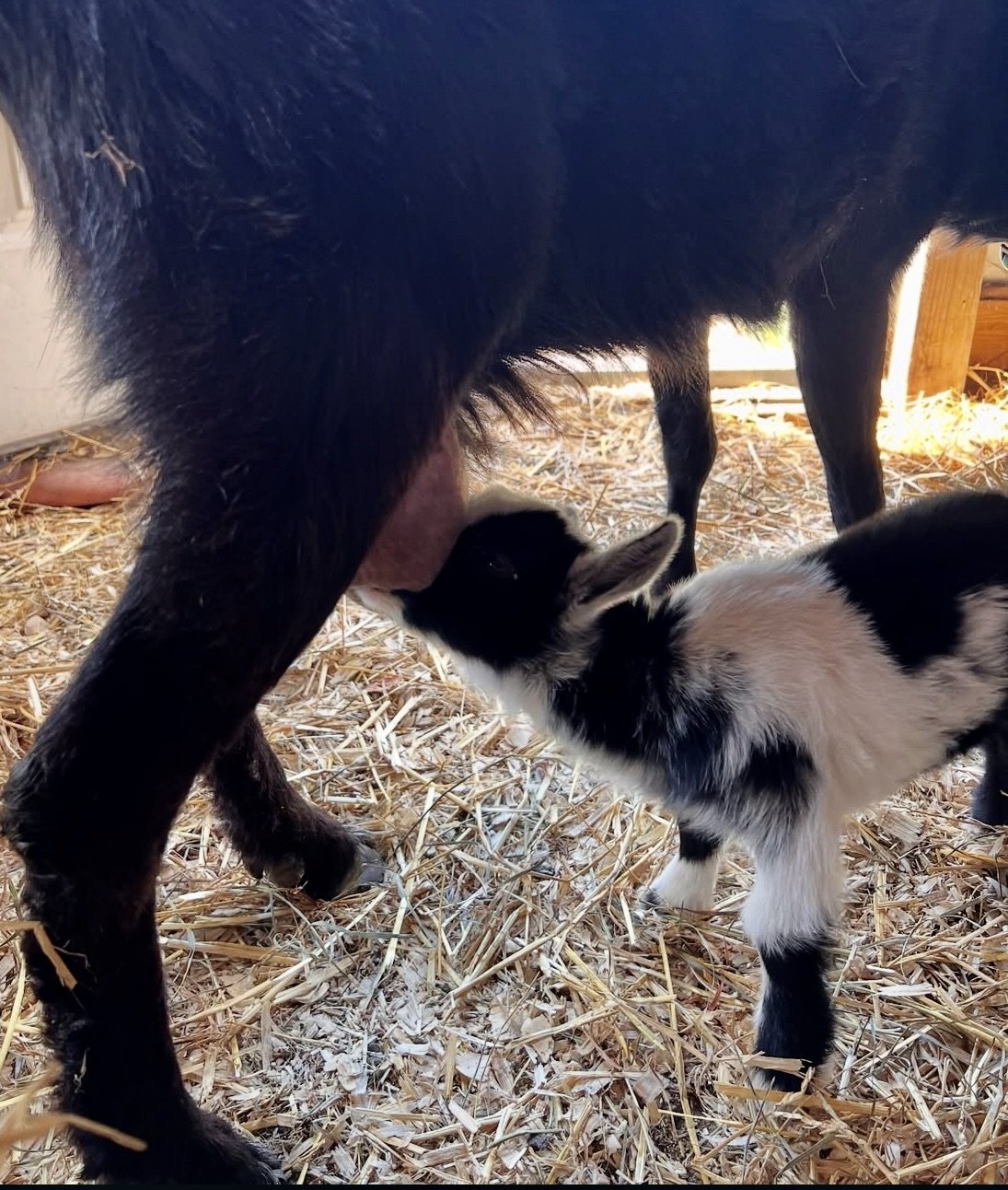Drive just a couple miles down from White Lotus Farms Café to the actual farm and discover BABY GOATS!!!!!! 
