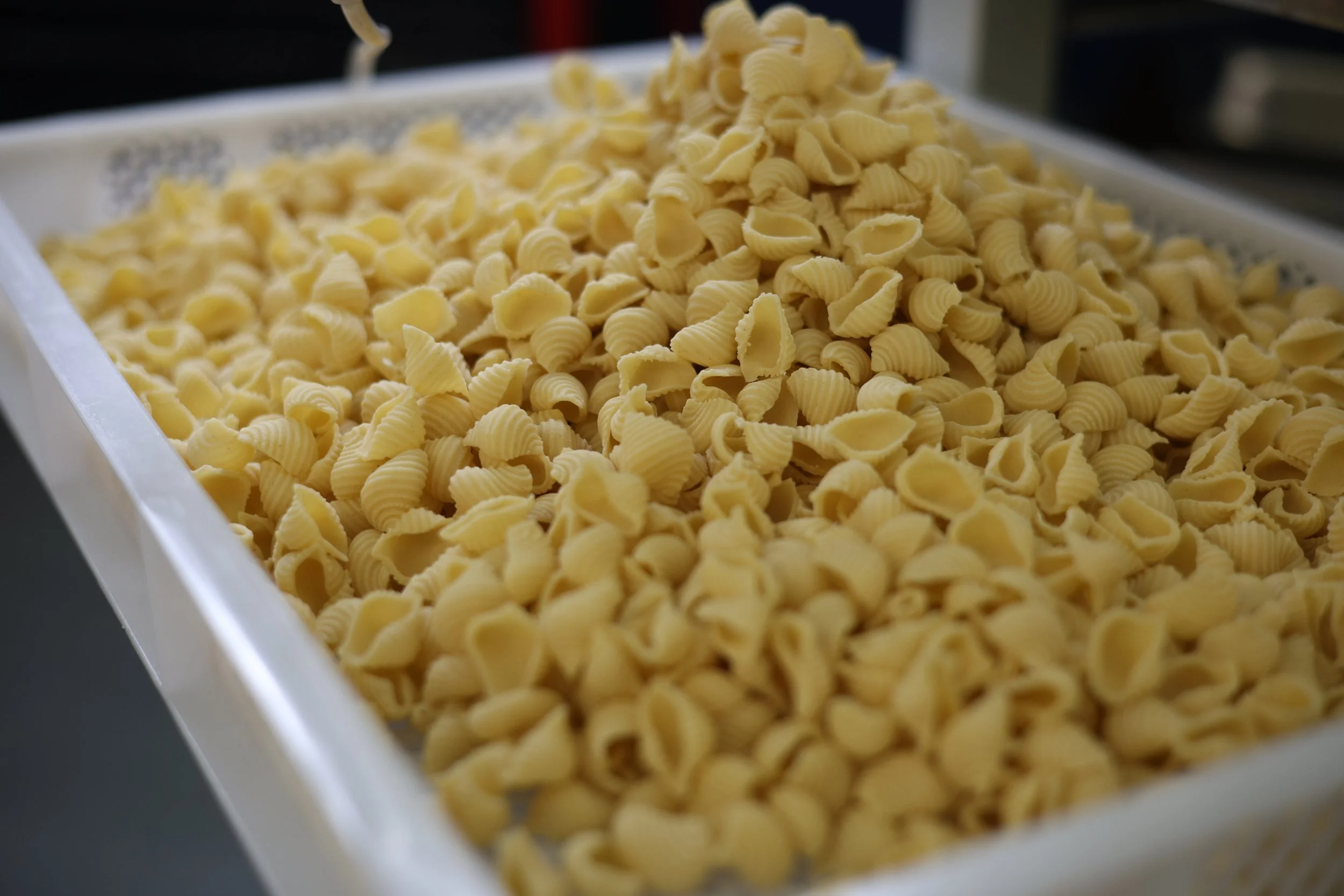 Close-up of a tray filled with uncooked shell pasta.