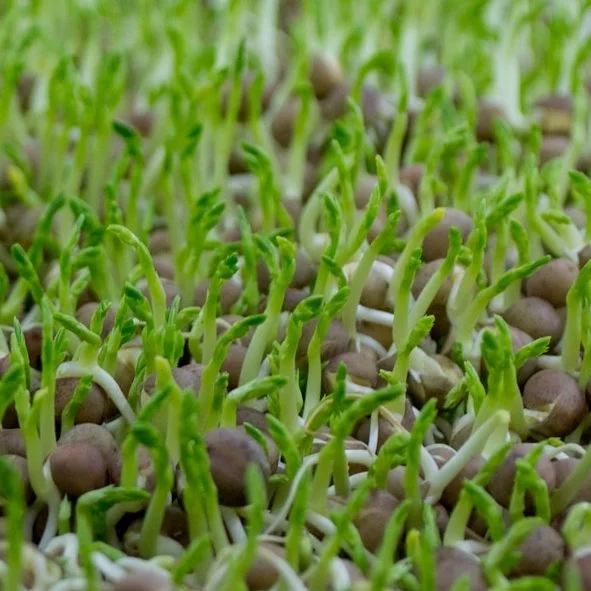 local-greens-photossquare 2.jpg