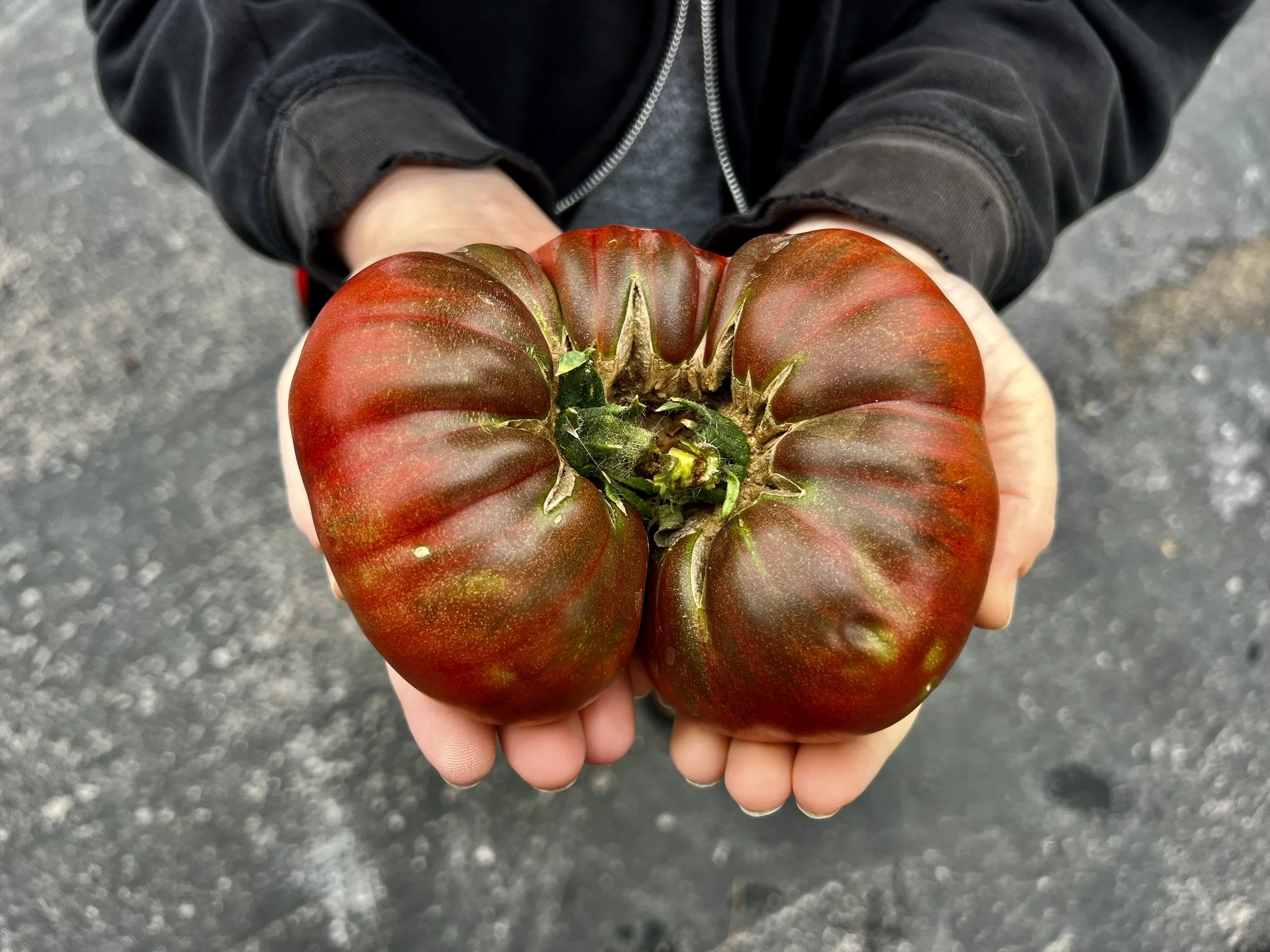 Close-up of a person holding a large, irregularly shaped heirloom tomato with dark and red coloration, with a rough background surface.