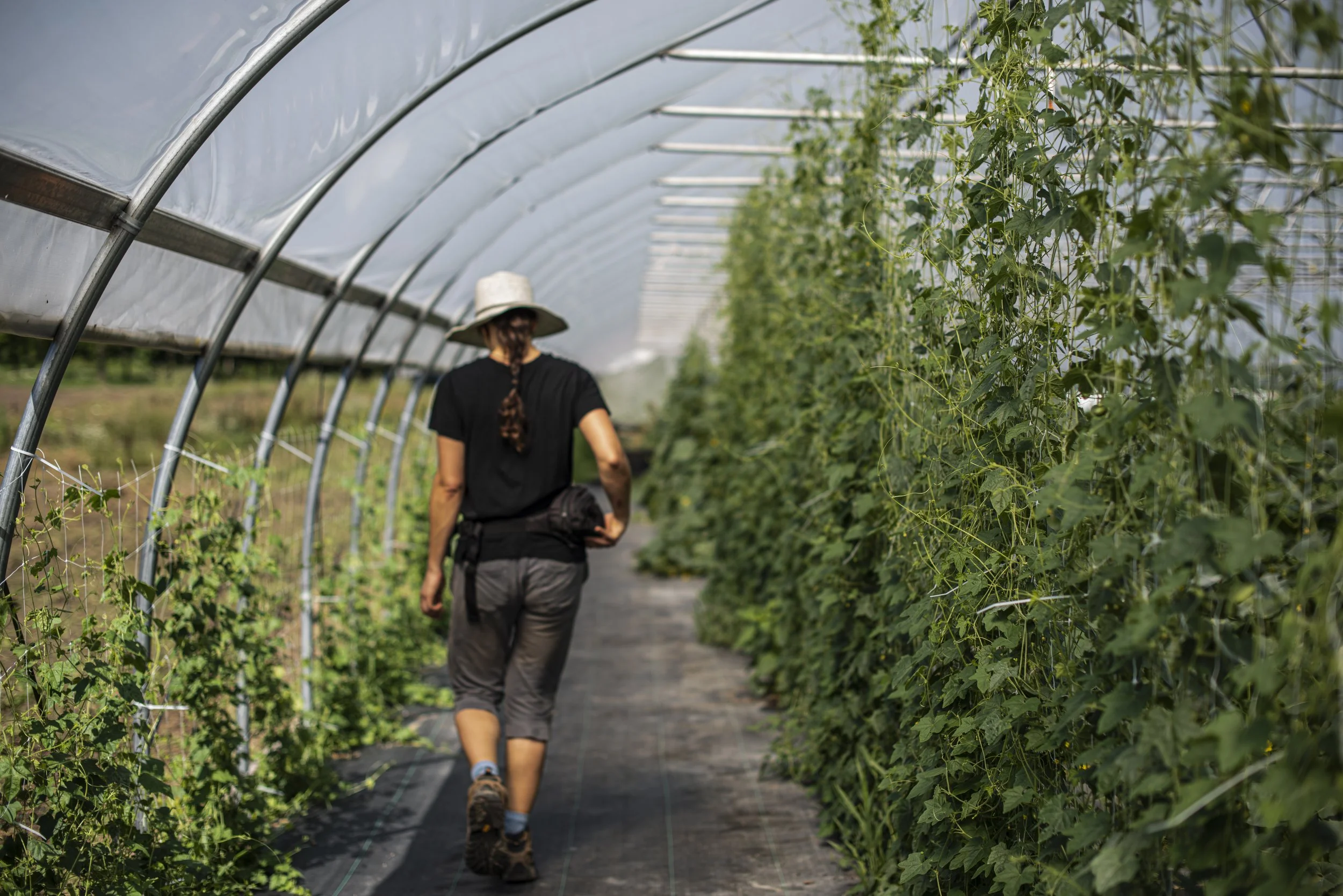Summer is coming back and our hoop houses are being prepared to grow you summer deliciousness. White Lotus Farms.