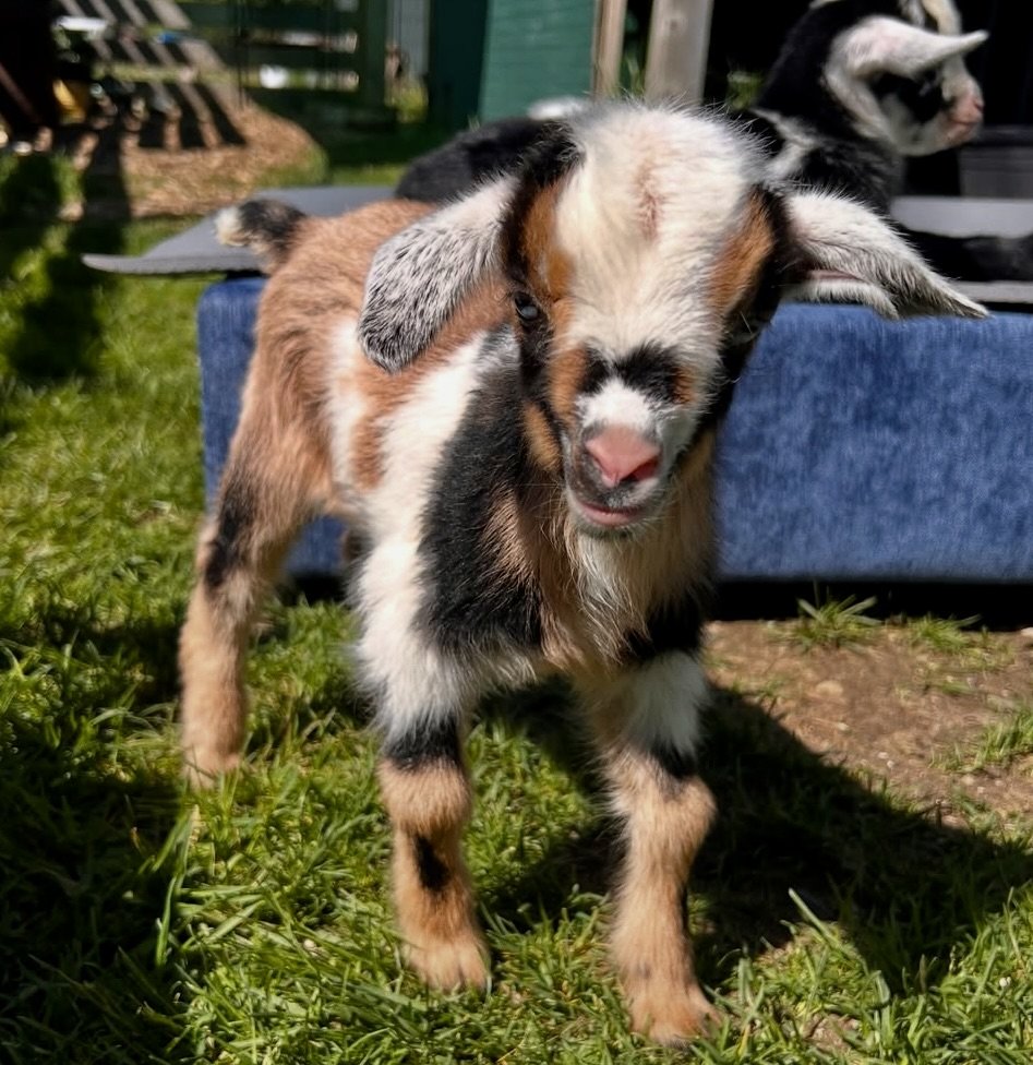 Baby Goats! Baby Goats !!! BABY GOATS !!!!!!

It's spring at White Lotus Farms.