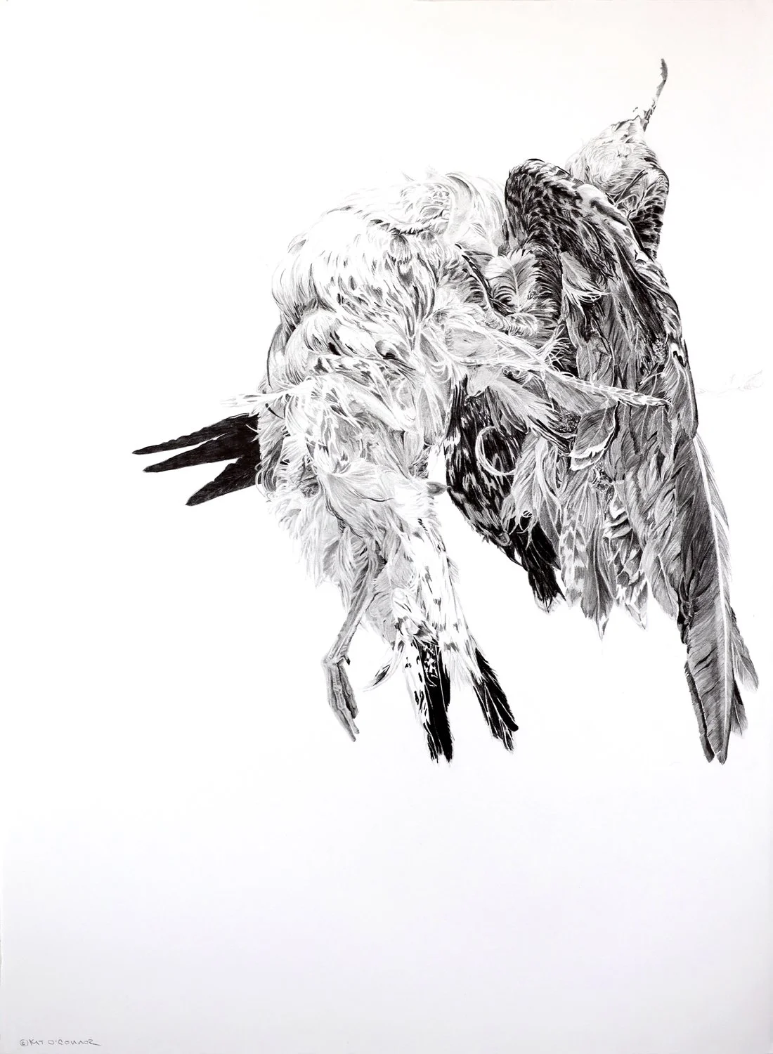 Look Close. Look Closer. Don't Be Afraid, ©Kat O’Connor 2026, 30" X 22", Graphite on Paper. Image #616