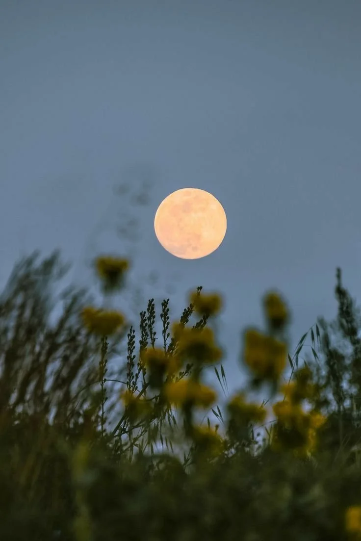 Nature Church: A full hunter’s moon night hike w/ Rising wolf collective