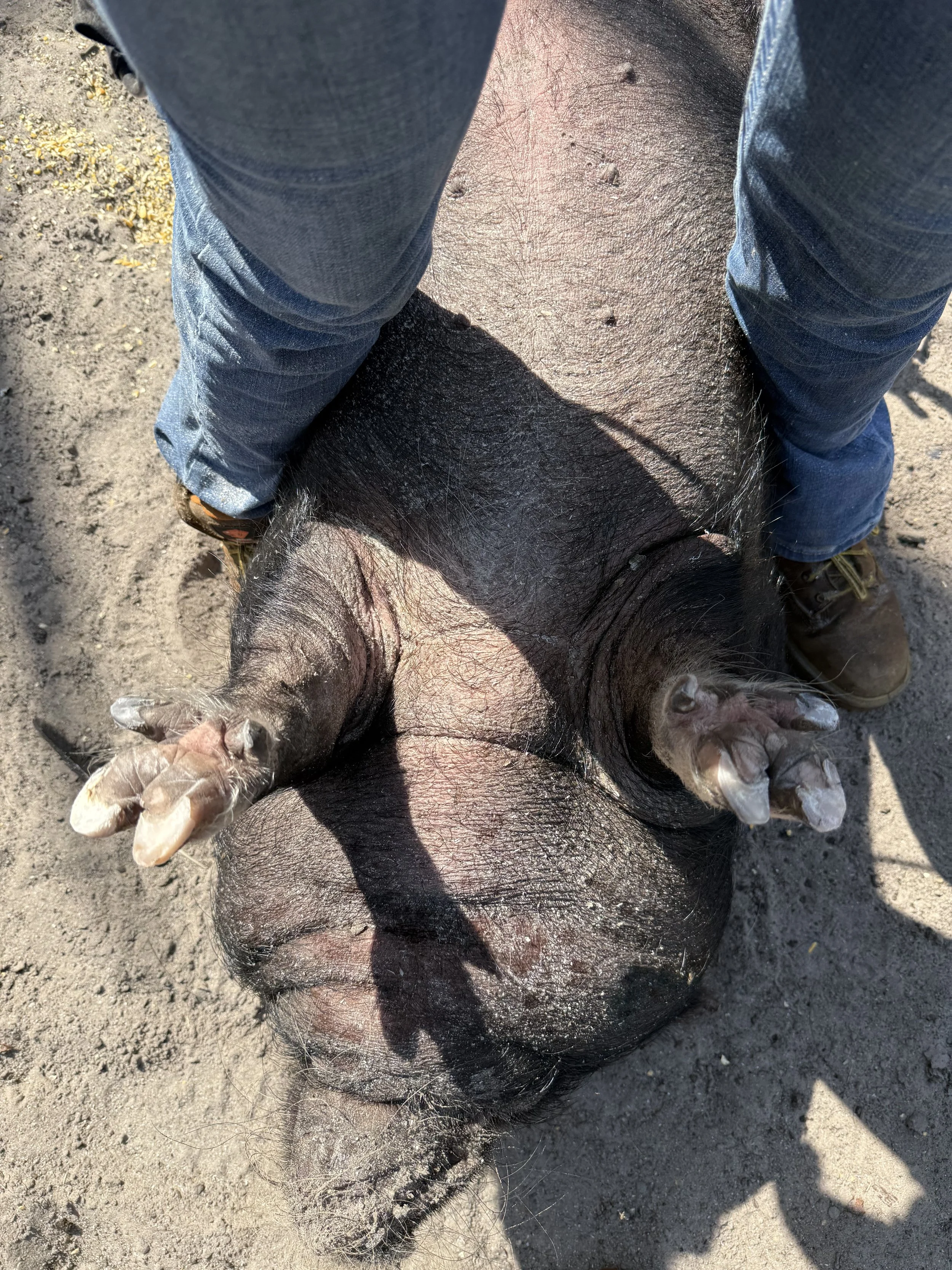 A person in jeans and boots holding a mini pig