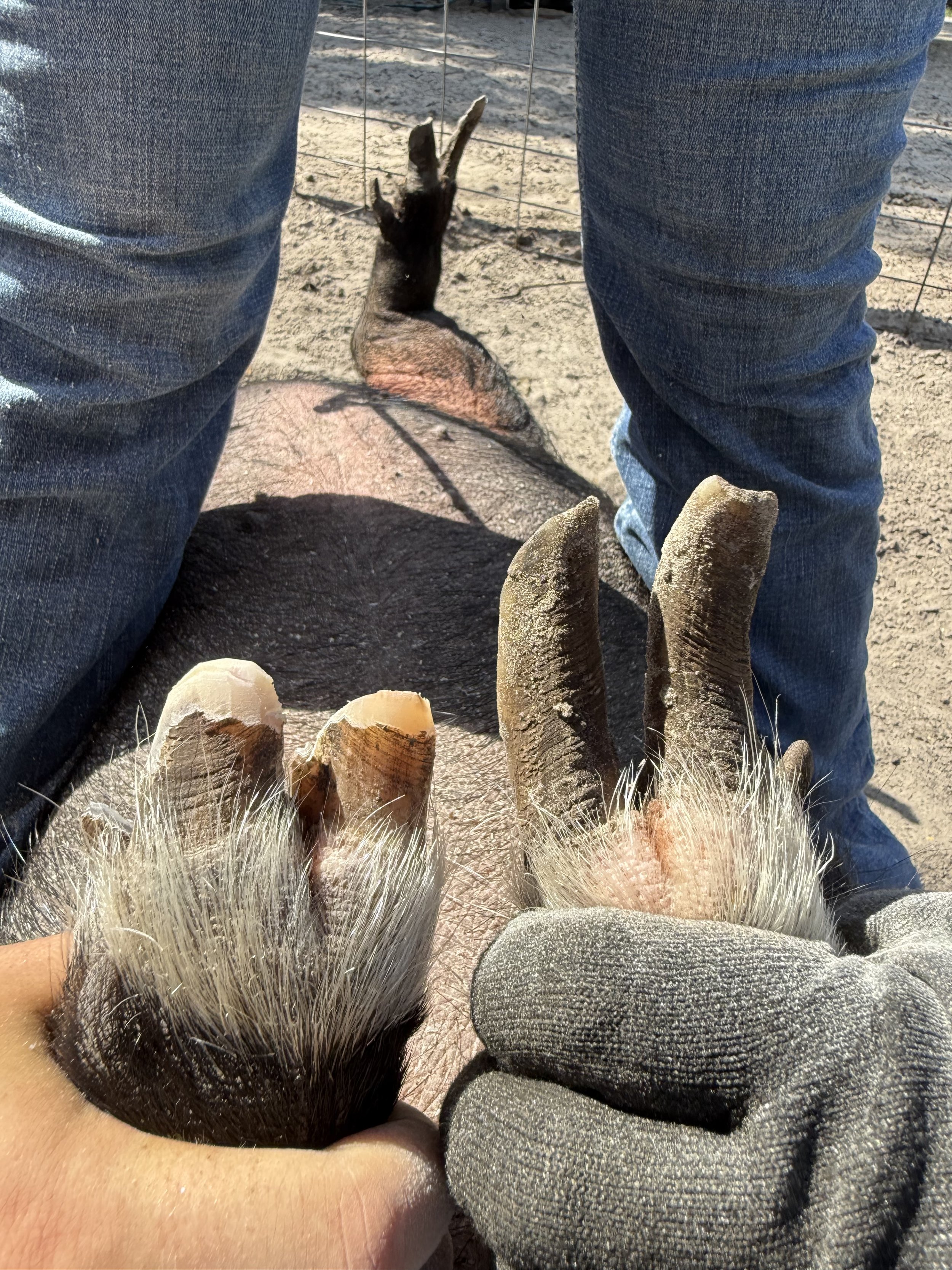 Close-up of a side by side comparison of a mini pig's hoof before and after being trimmed, with a person wearing jeans holding the pig