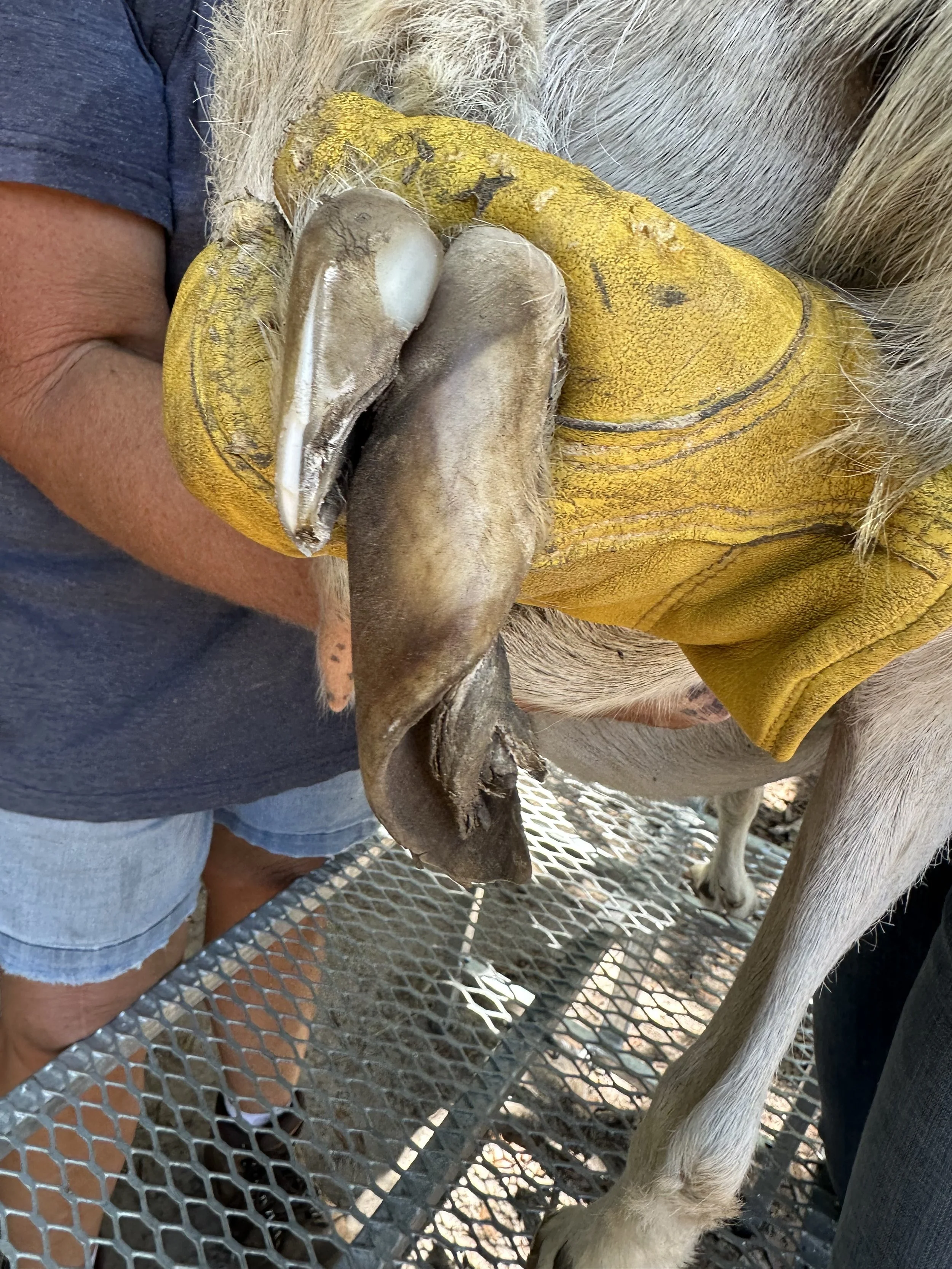 Happy Herd Services before photo of an extremely overgrown goat hoof, one side is partially trimmed, the other is untouched and hasn't been trimmed in years.