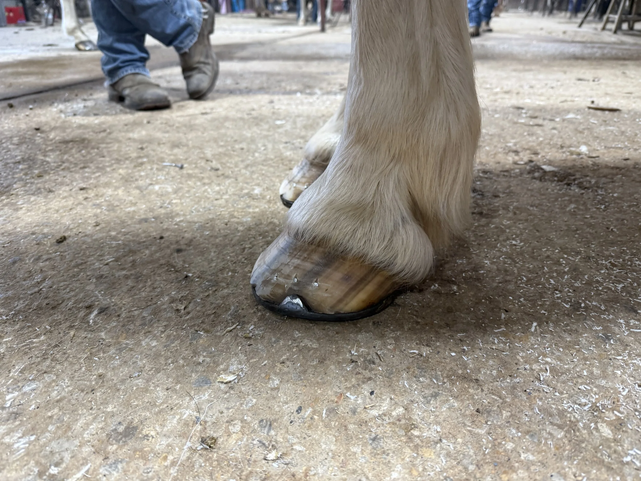 Close-up of a horse's leg and hoof, with a person in jeans and boots in the background, on a dirt surface at a farm or stable.