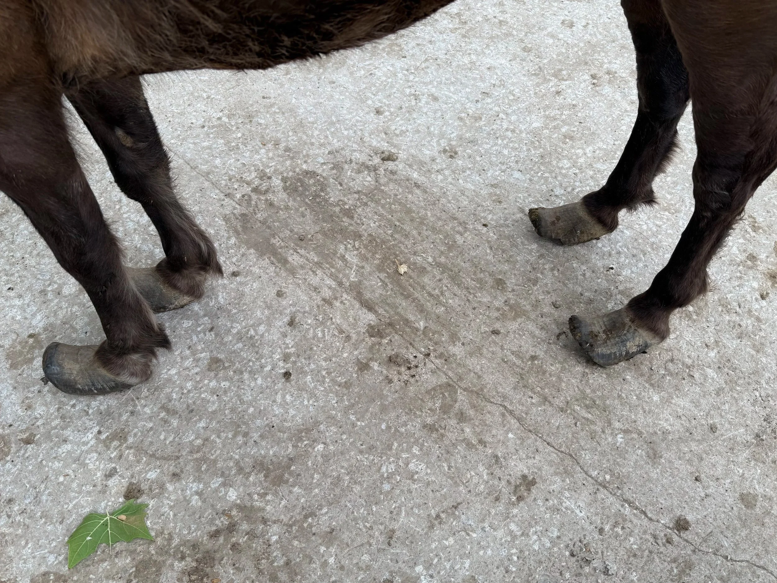 Close-up of the legs of a dark-colored pony standing on a concrete ground. There is a green leaf and some small plant debris near one foot.