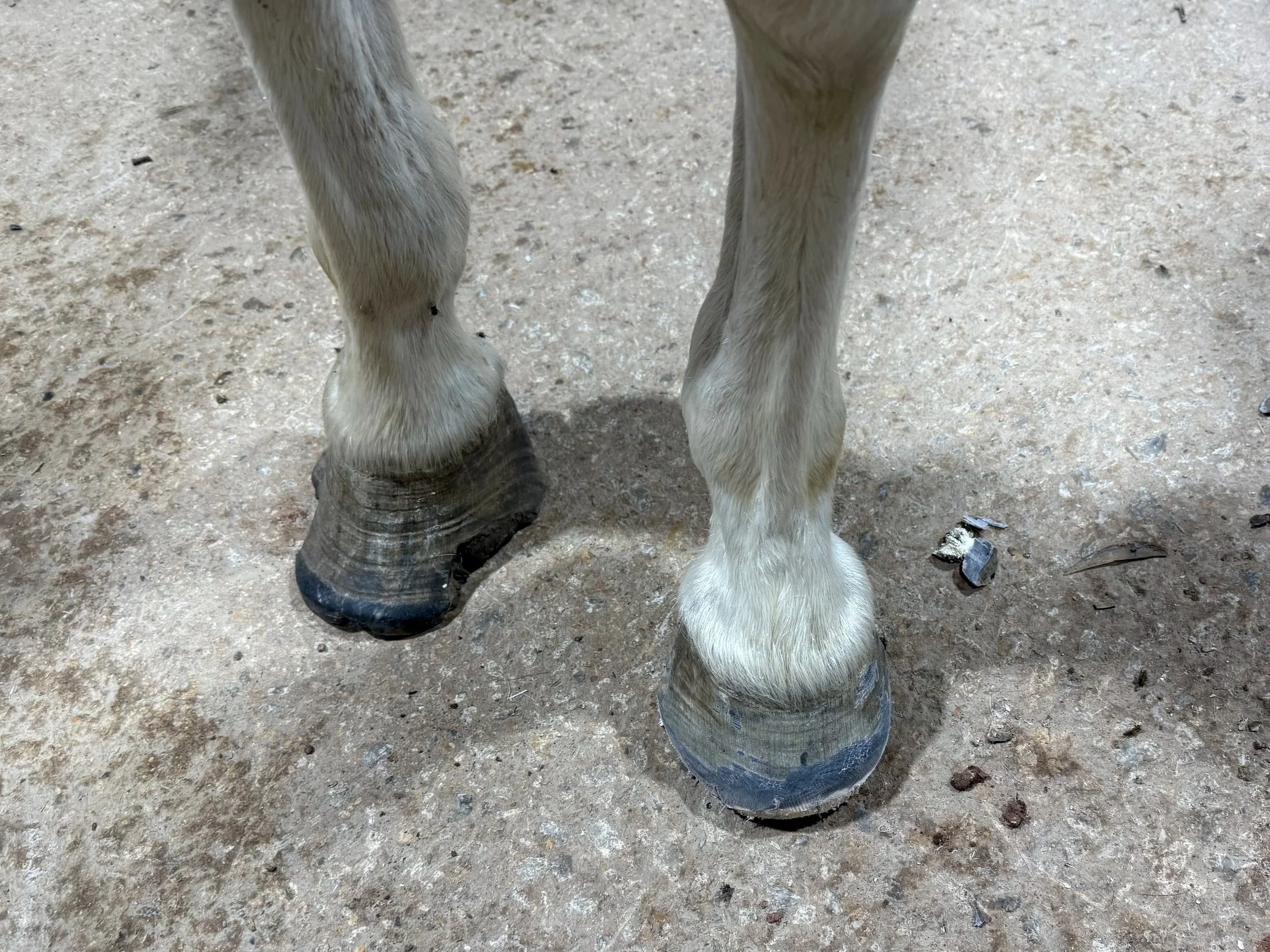 Close-up of two horse legs standing on a concrete ground. Before trimming on left, after trimming on right.