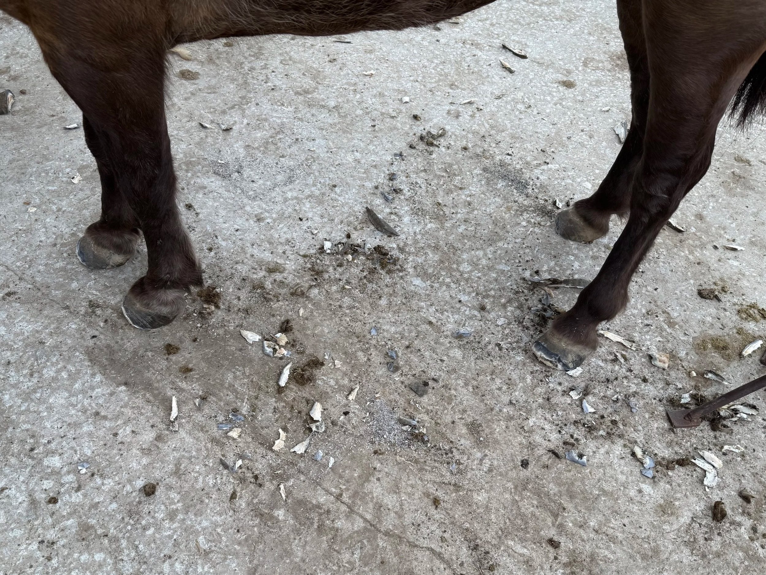 Close-up of the legs and hooves of a dark brown horse standing on a dirt ground with scattered rocks and pieces of debris.