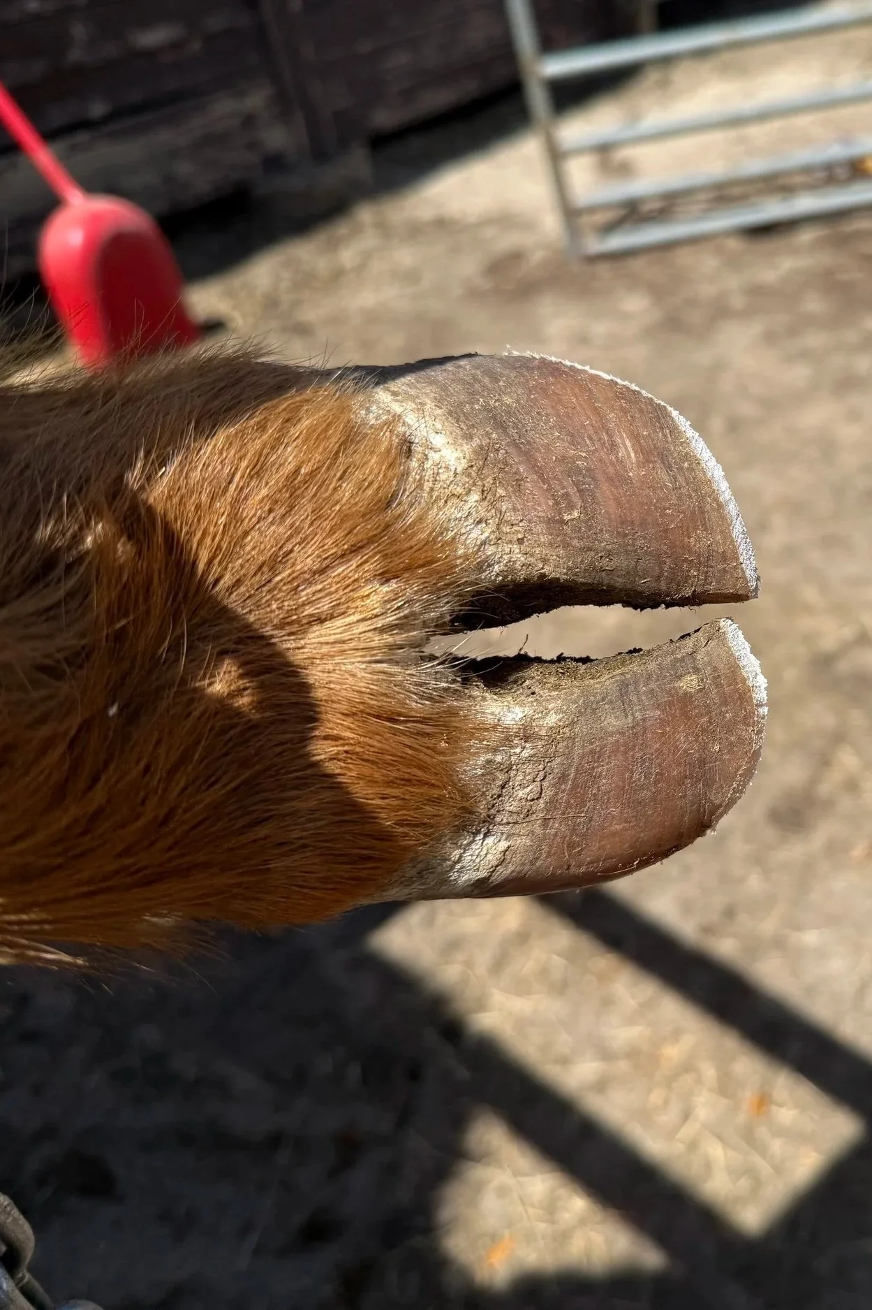 Close-up of a cow's hoof from above after trimming