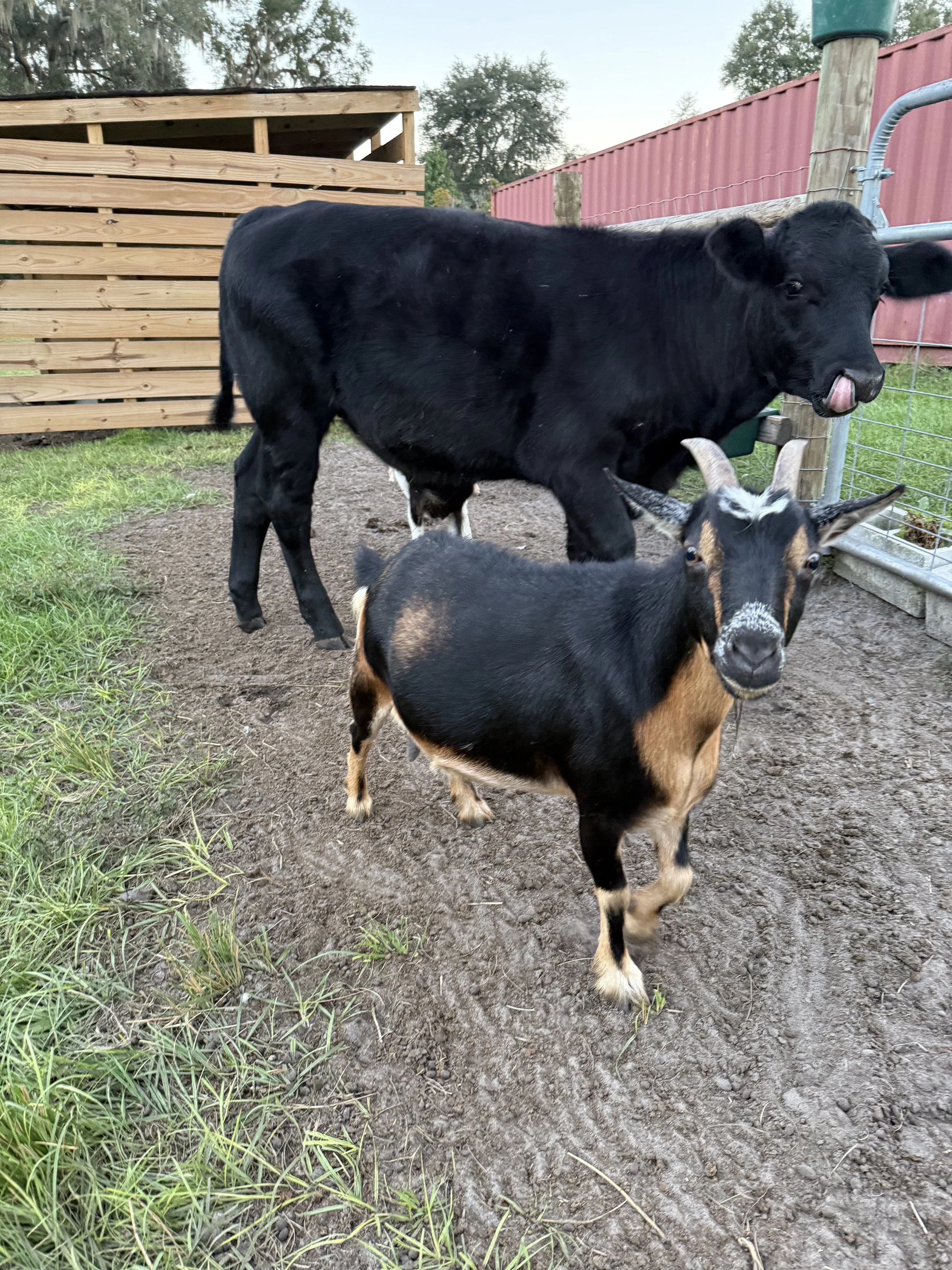 A small goat with black and brown fur, small horns, and a white patch on its nose standing on dirt, with a larger black calf in the background in a farmyard enclosed by wooden and metal fences. Happy Herd Services.